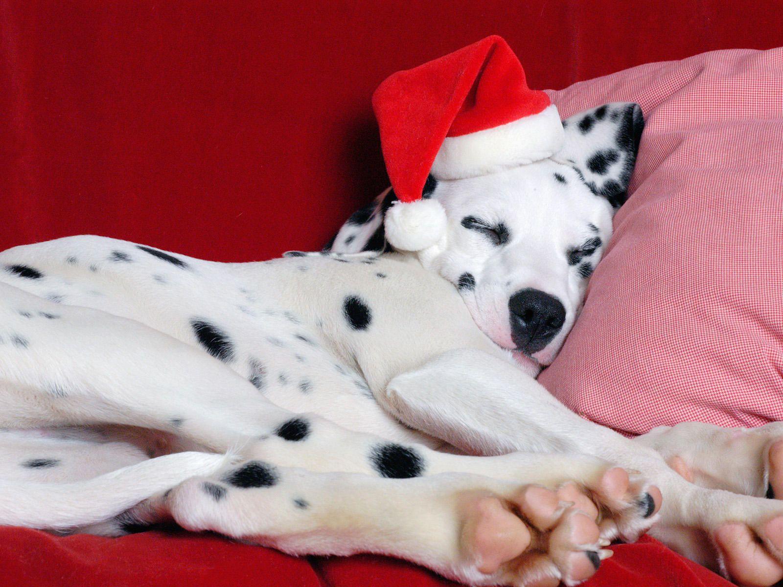 1600x1200 Year Dalmatian dog photo and wallpaper .