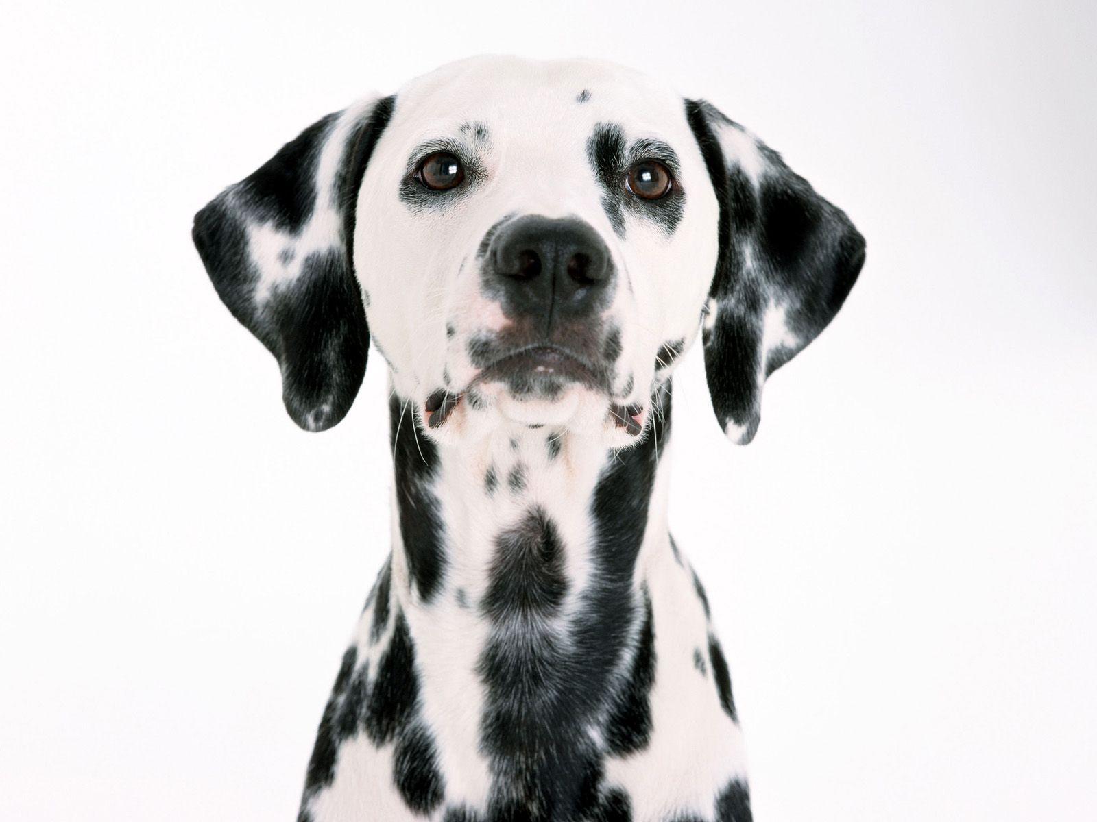 1600x1200 Dalmatian Wallpaper. Dalmatian