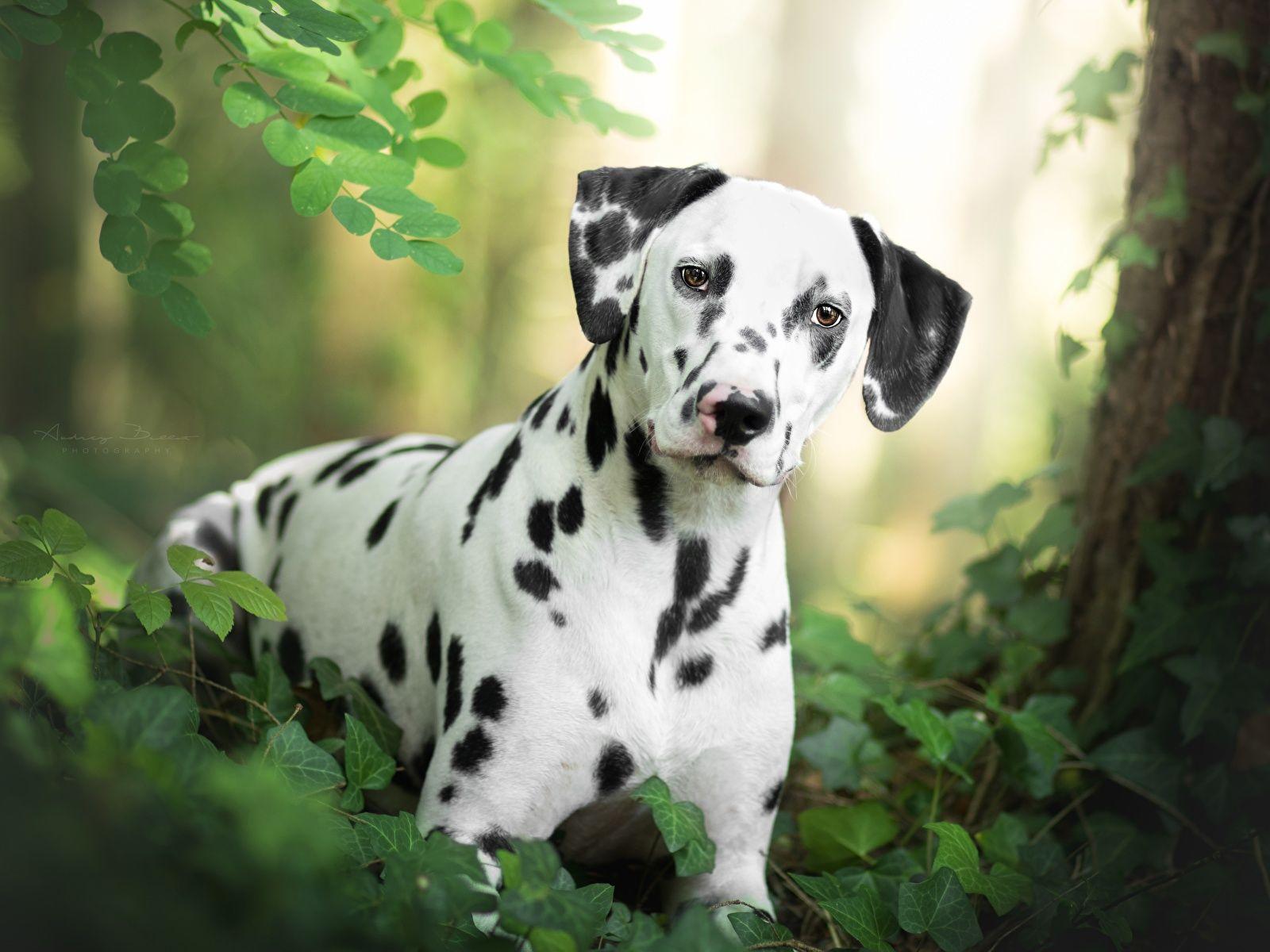 1600x1200 Desktop Wallpaper Dalmatian dog animal 1600x1200