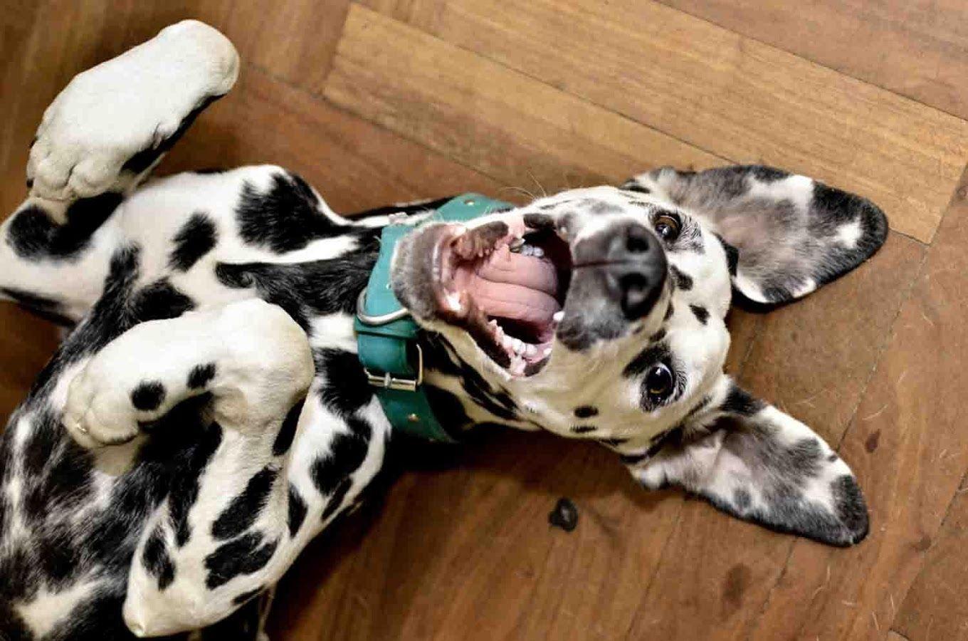 1360x900 Ultra HD Dalmatian Wallpaper J8BES