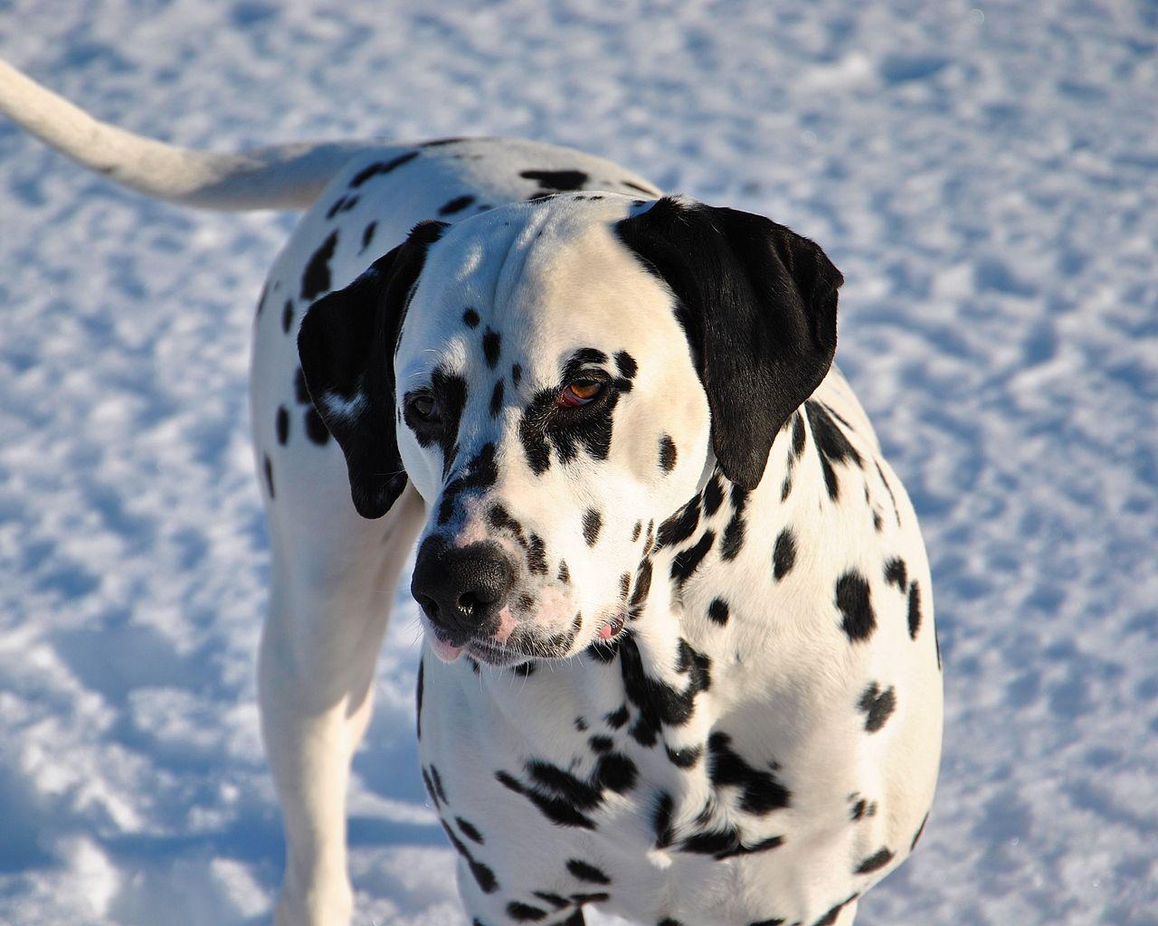 1280x1024 Download wallpaper 1280x1024 dalmatian, dog, snow standard 5