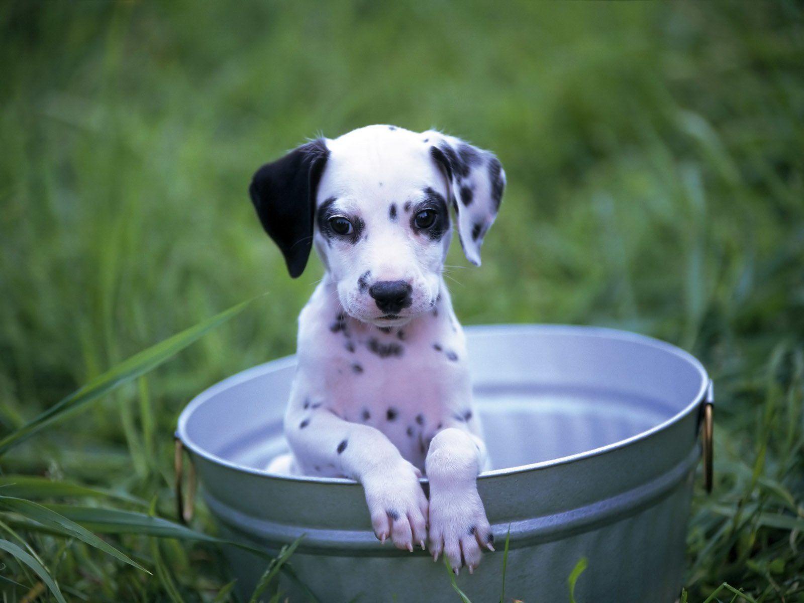 1600x1200 Dalmatian HD Wallpaper and Background Image