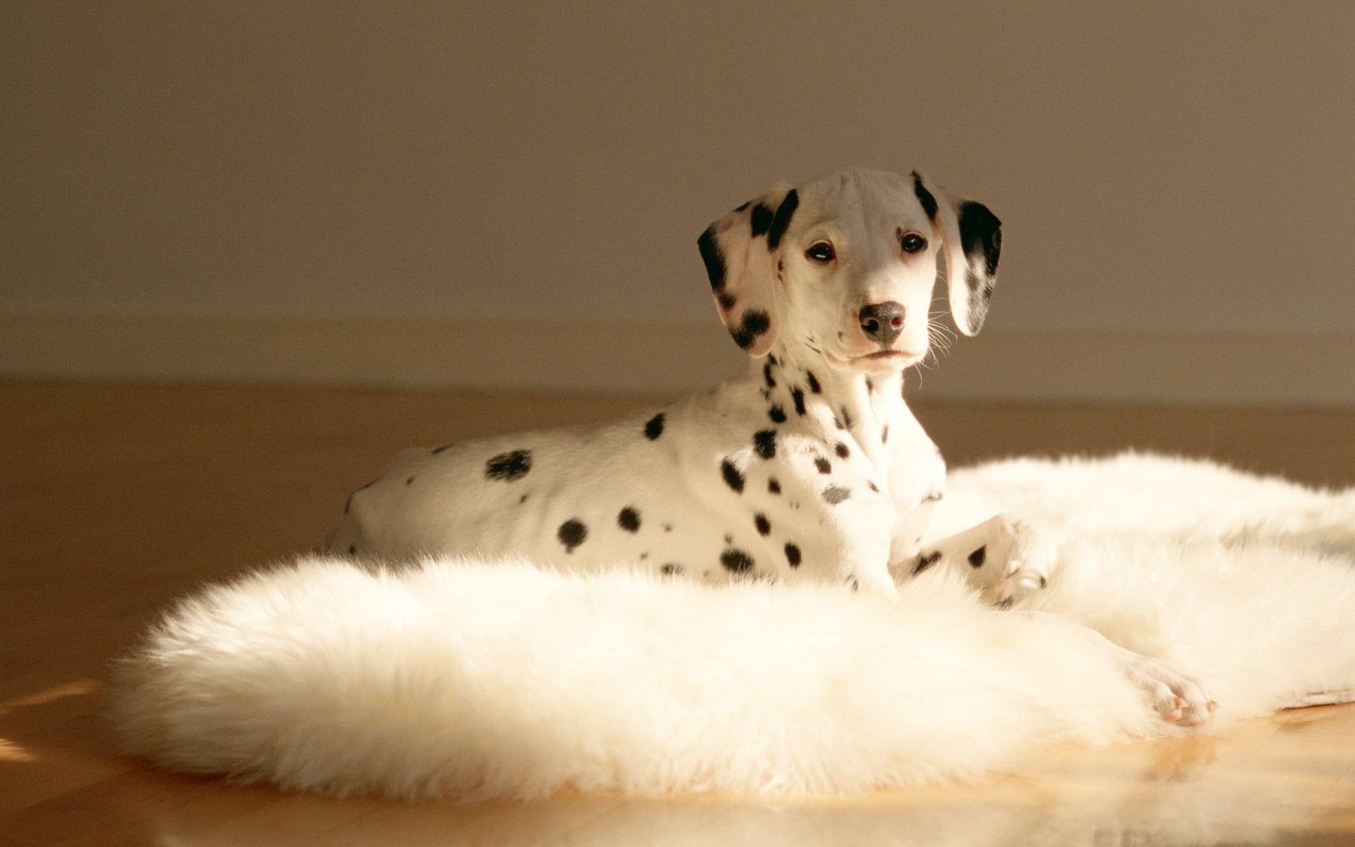 Dalmatian Wallpapers Top Free Dalmatian Backgrounds WallpaperAccess