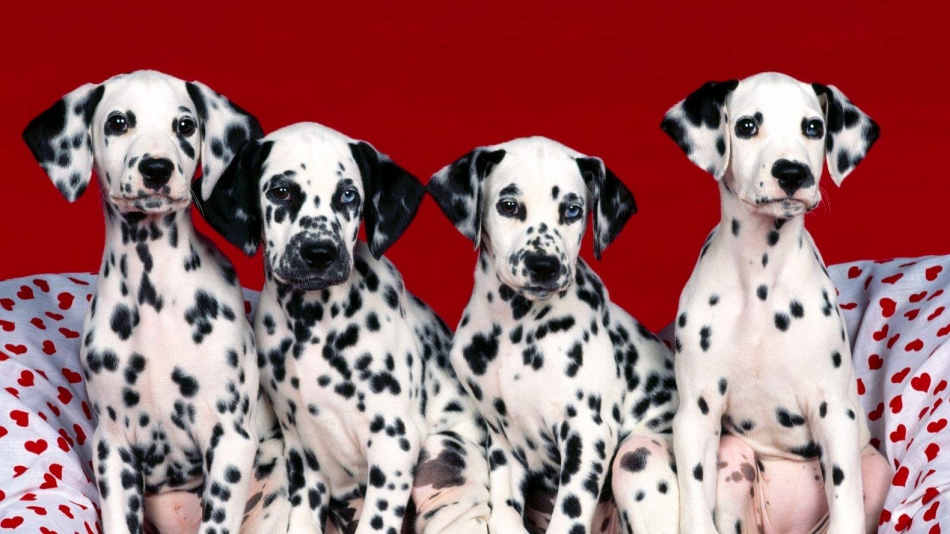 1920x1080 Dalmatian Wallpaper Luxury Dalmation Dog Wallpaper