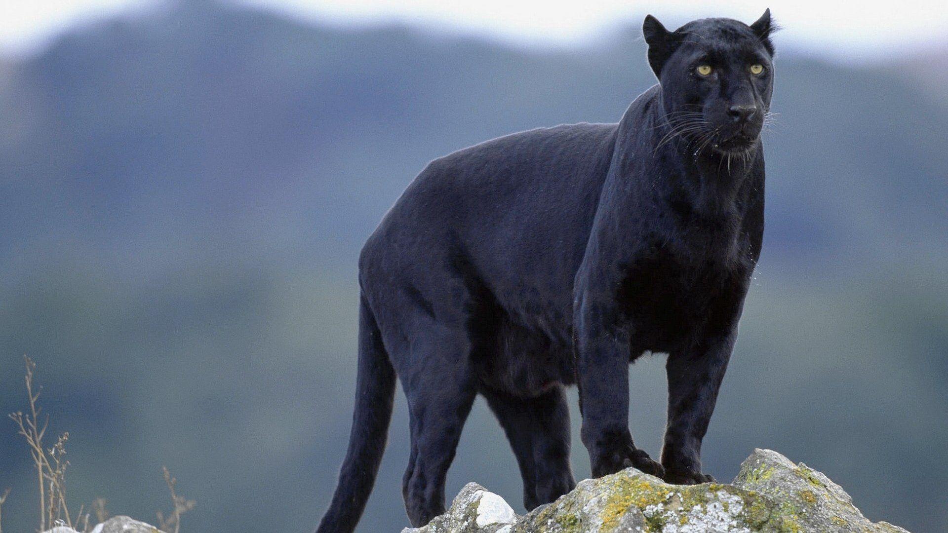 Black Panther Animal Wallpapers Top Free Black Panther Animal Backgrounds Wallpaperaccess