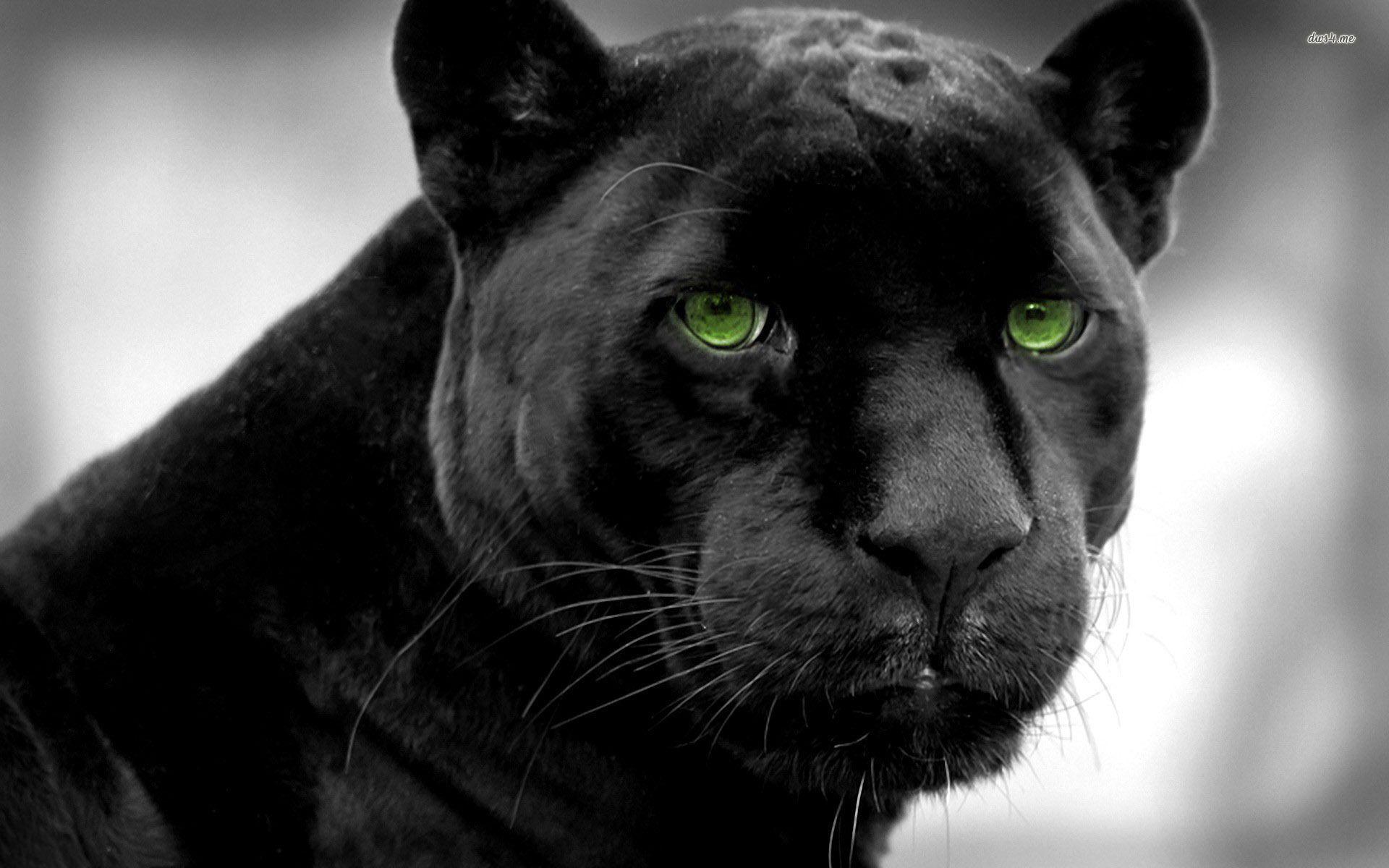 Black Panther Animal 4K Wallpapers - Top Free Black Panther Animal 4K  Backgrounds - WallpaperAccess