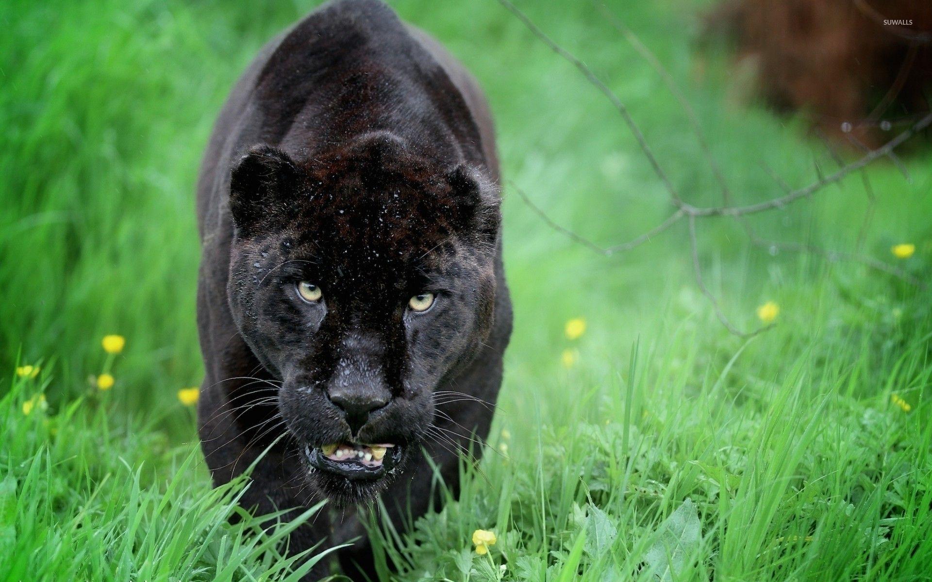  Black  Panther  Animal  Wallpapers  Top Free Black  Panther  