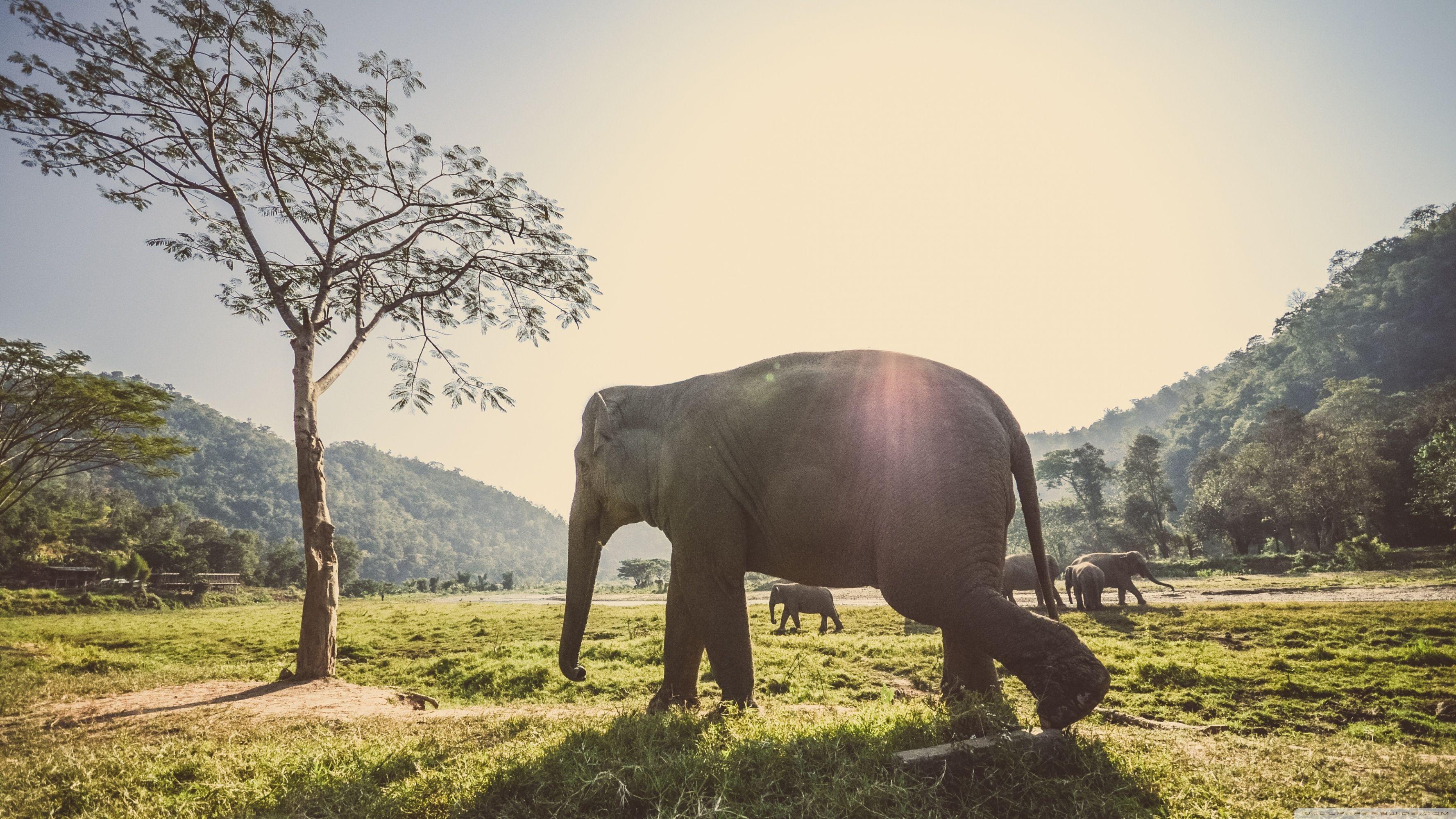 3554x1999 Standard Elephant Wallpaper