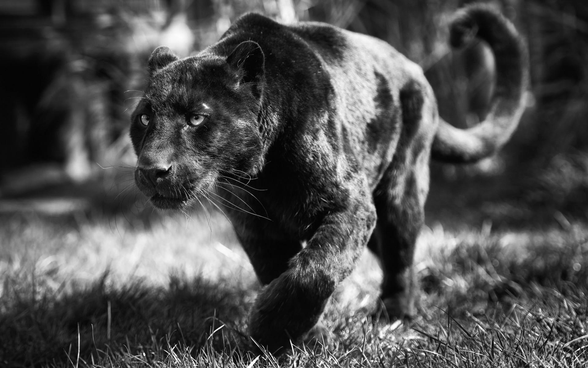 Black Panther Animal Wallpapers - Top Free Black Panther Animal Backgrounds - WallpaperAccess