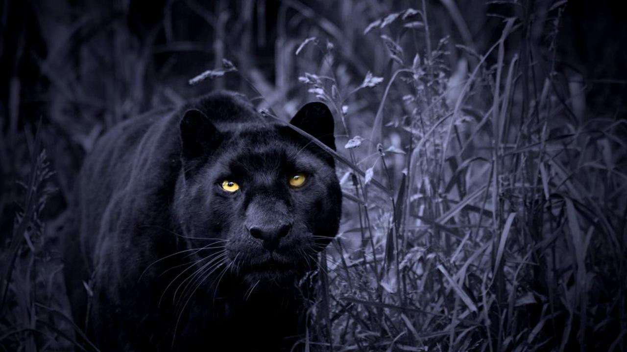  Black  Panther  Animal Wallpapers  Top Free Black  Panther  