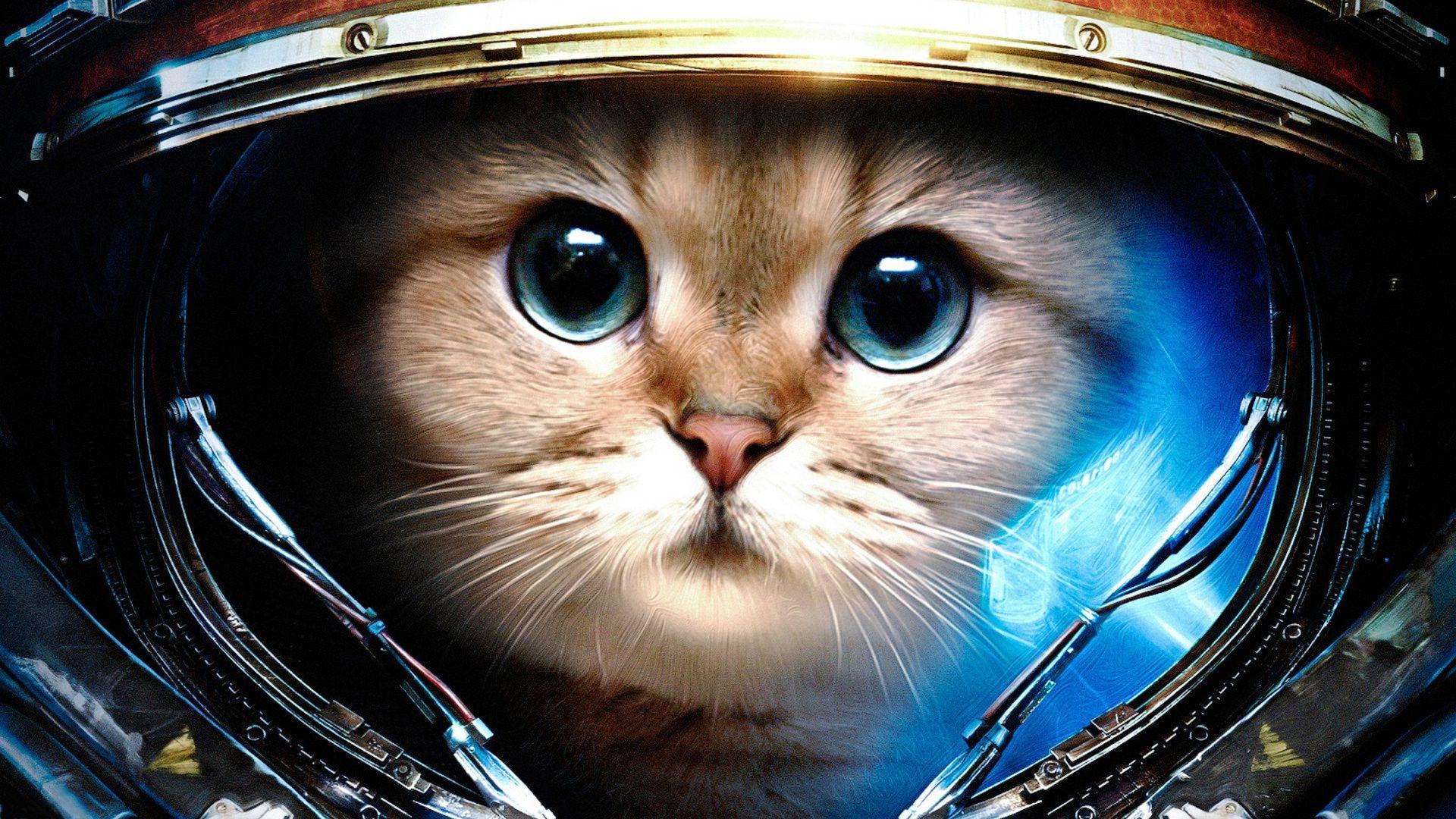 1920x1080 Image Space Cat