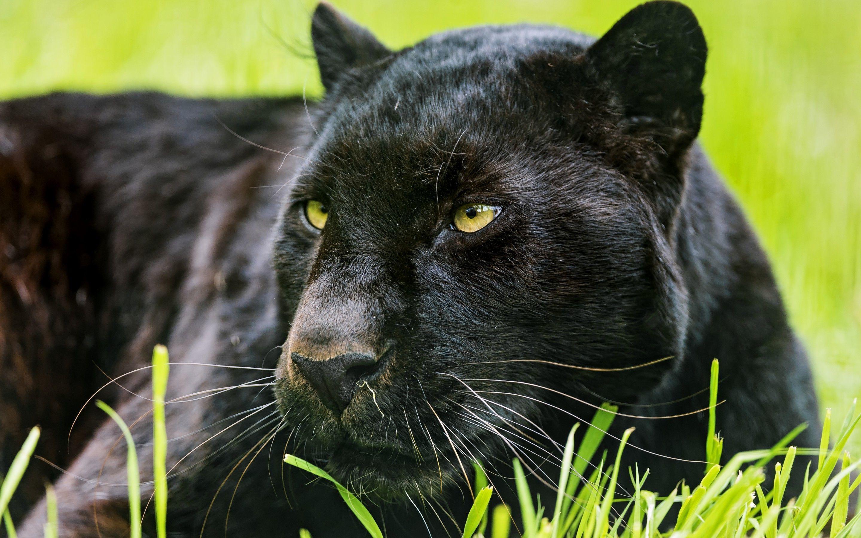 Black Panther Animal Wallpapers - Top Free Black Panther Animal