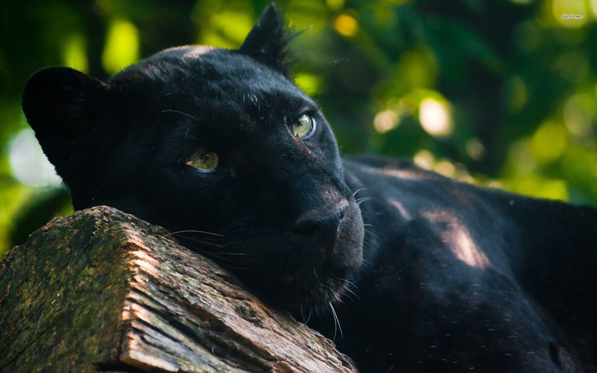 1920x1200 panther Full HD Wallpaper and Background Imagex1200
