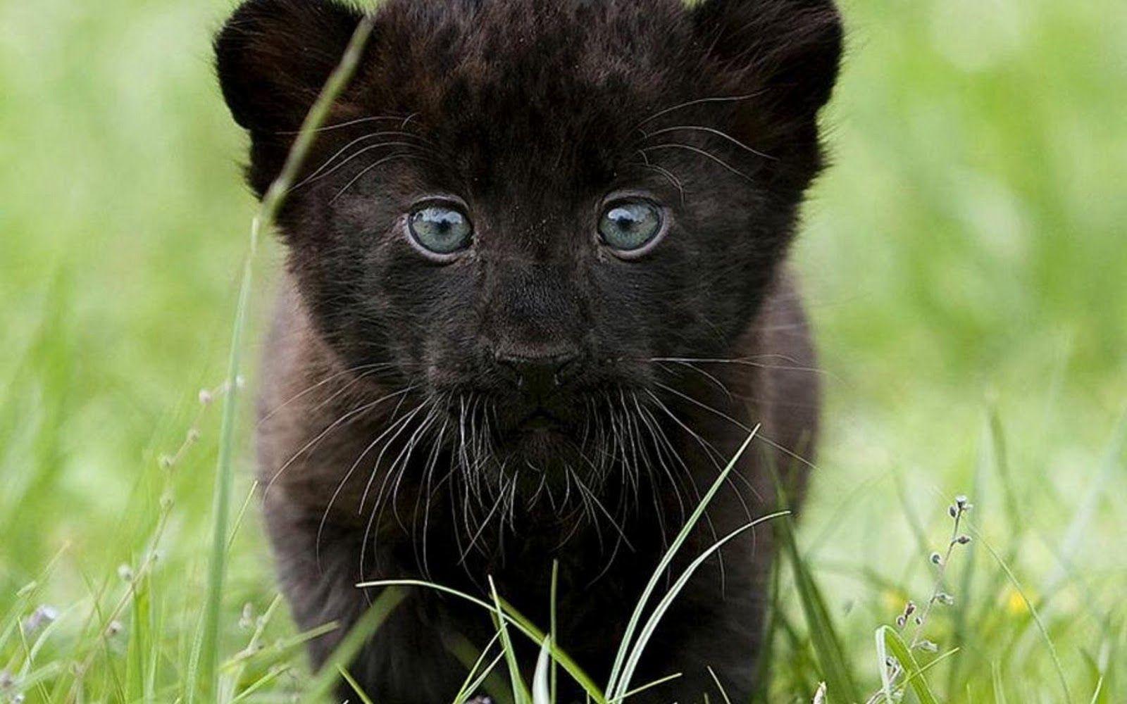 1600x1000 Black Panthers image Black Panthers HD wallpaper and background