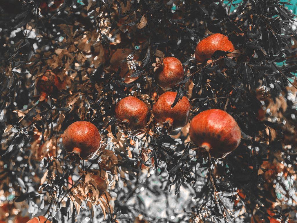 1024x768 Pomegranate Branch Fruit Wallpaper Image Free Download