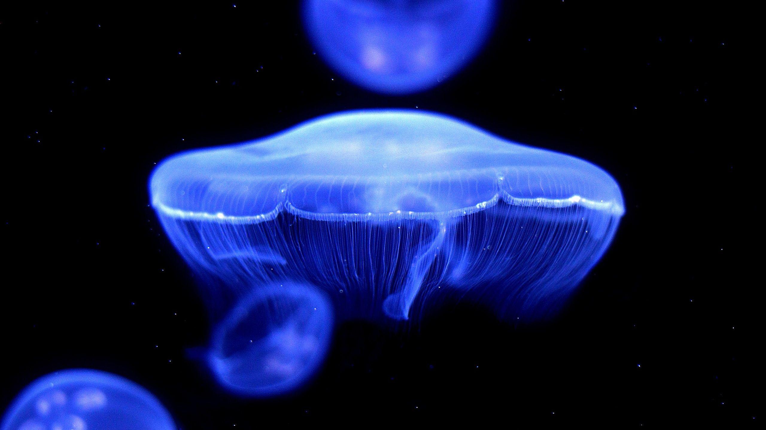 2560x1438 Fluorescent Jellyfish Wallpaperx1438