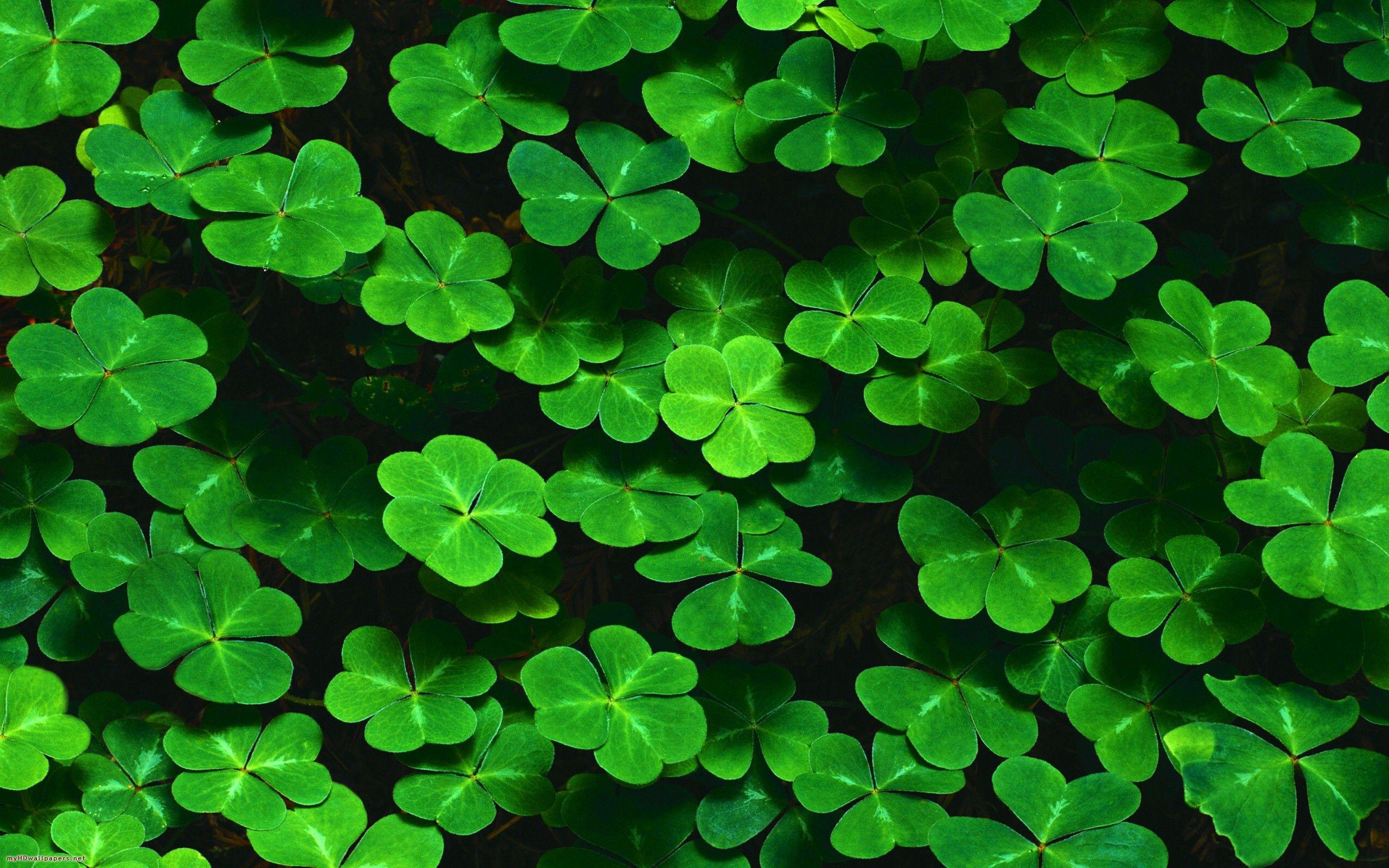 clover wallpapers top free clover backgrounds wallpaperaccess clover wallpapers top free clover