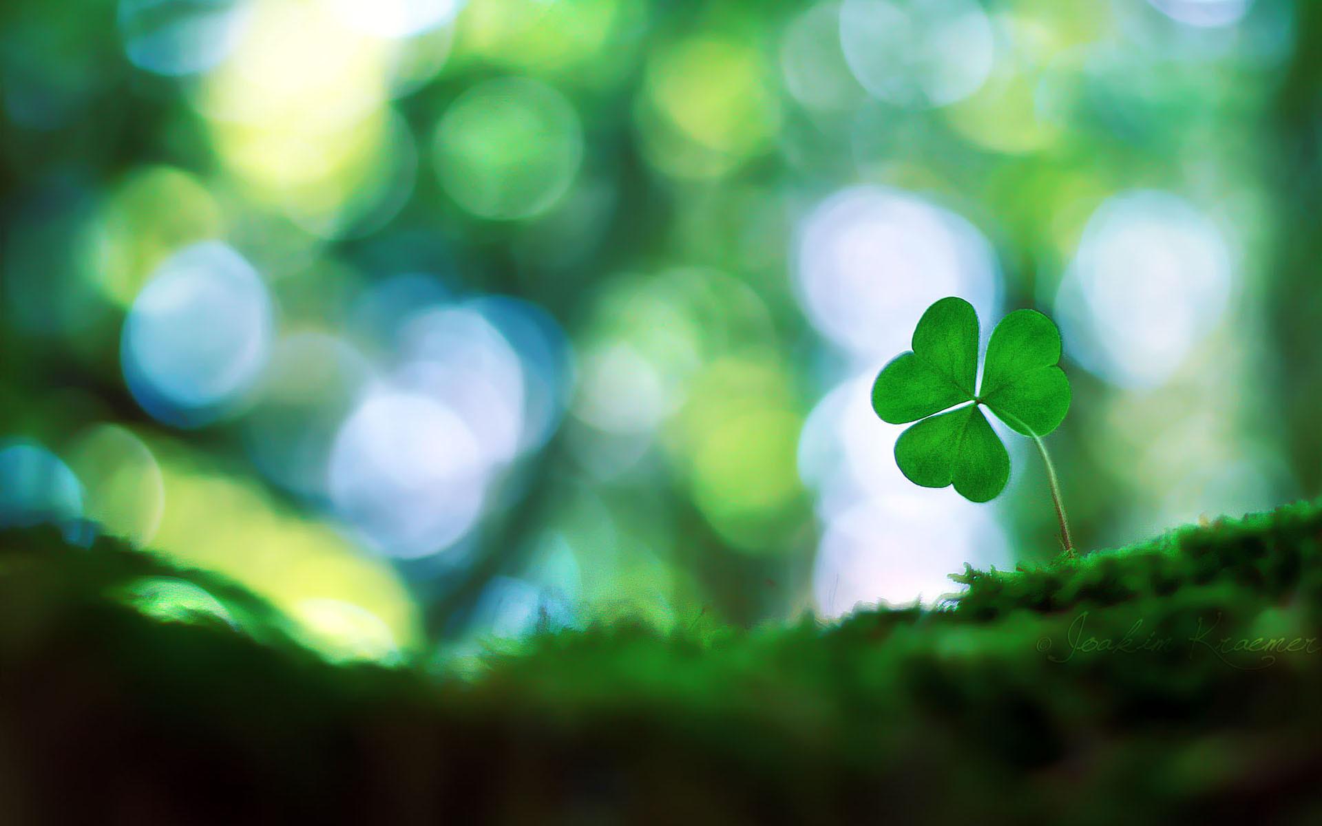 Four Leaf Clover Wallpapers - Top Free Four Leaf Clover Backgrounds -  WallpaperAccess