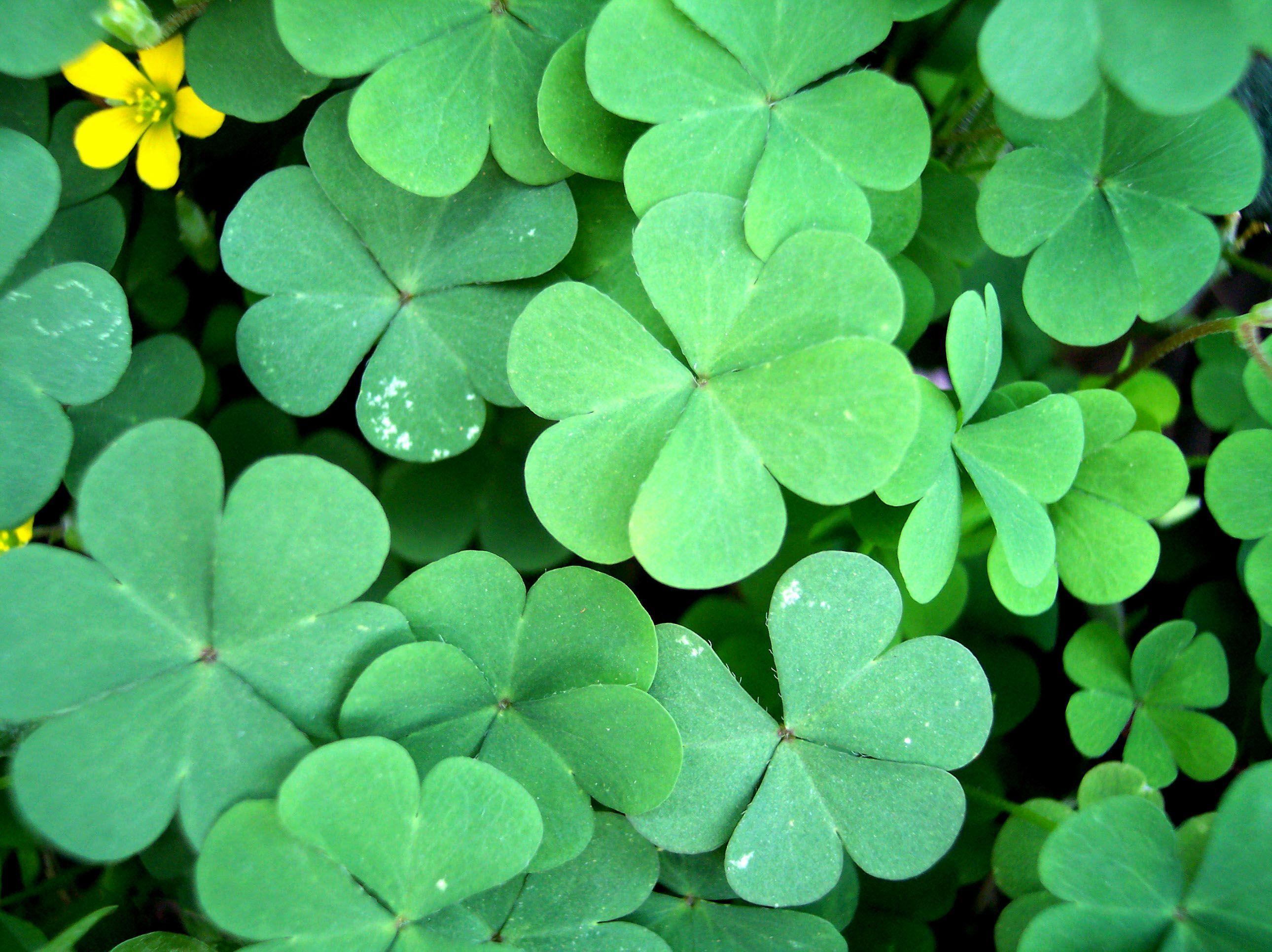 clover wallpapers top free clover backgrounds wallpaperaccess clover wallpapers top free clover