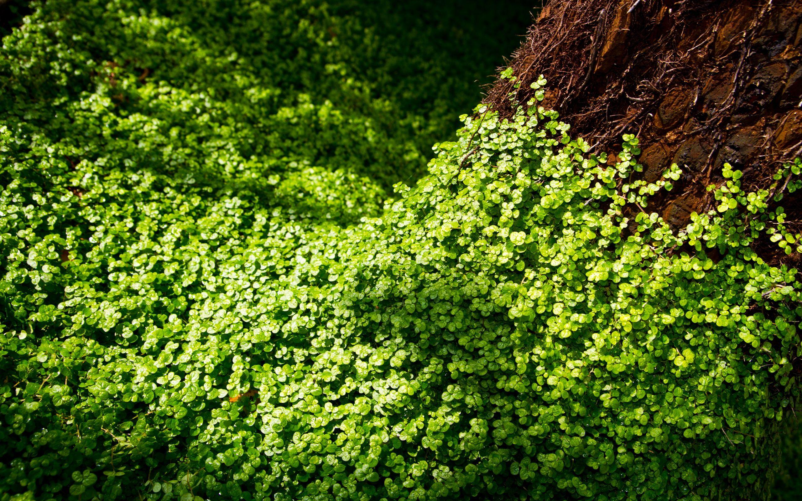 2560x1600 Clover HD Wallpaper