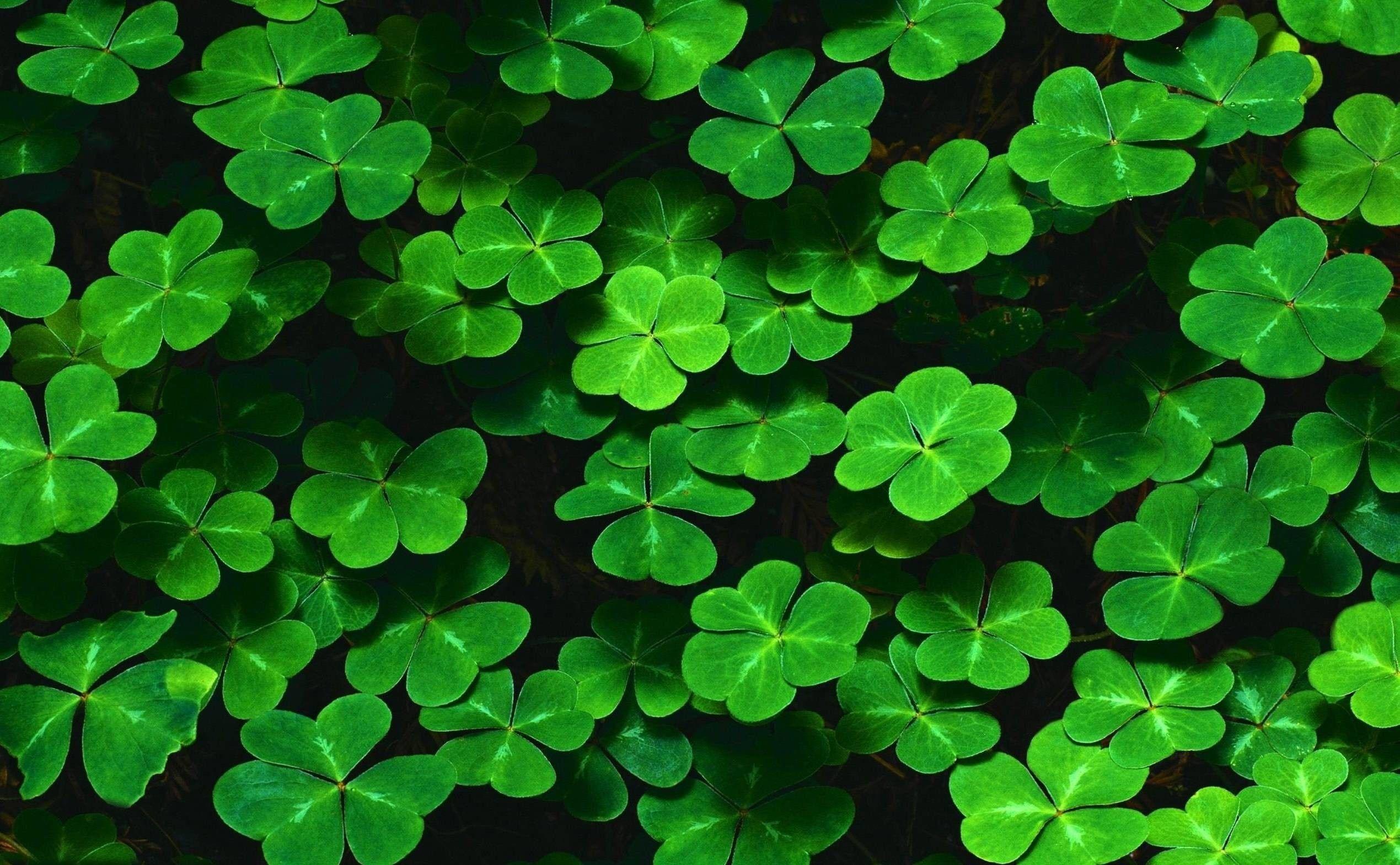 clover wallpapers top free clover backgrounds wallpaperaccess clover wallpapers top free clover