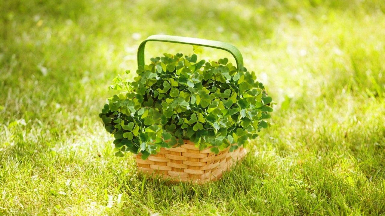 1280x720 Basket With Clover wallpaper. Basket With Clover