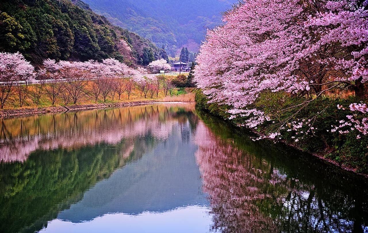 1280x811 Wallpaper Tagged With Tokyo: Japanese Tokyo Cherry Blossom Shrine