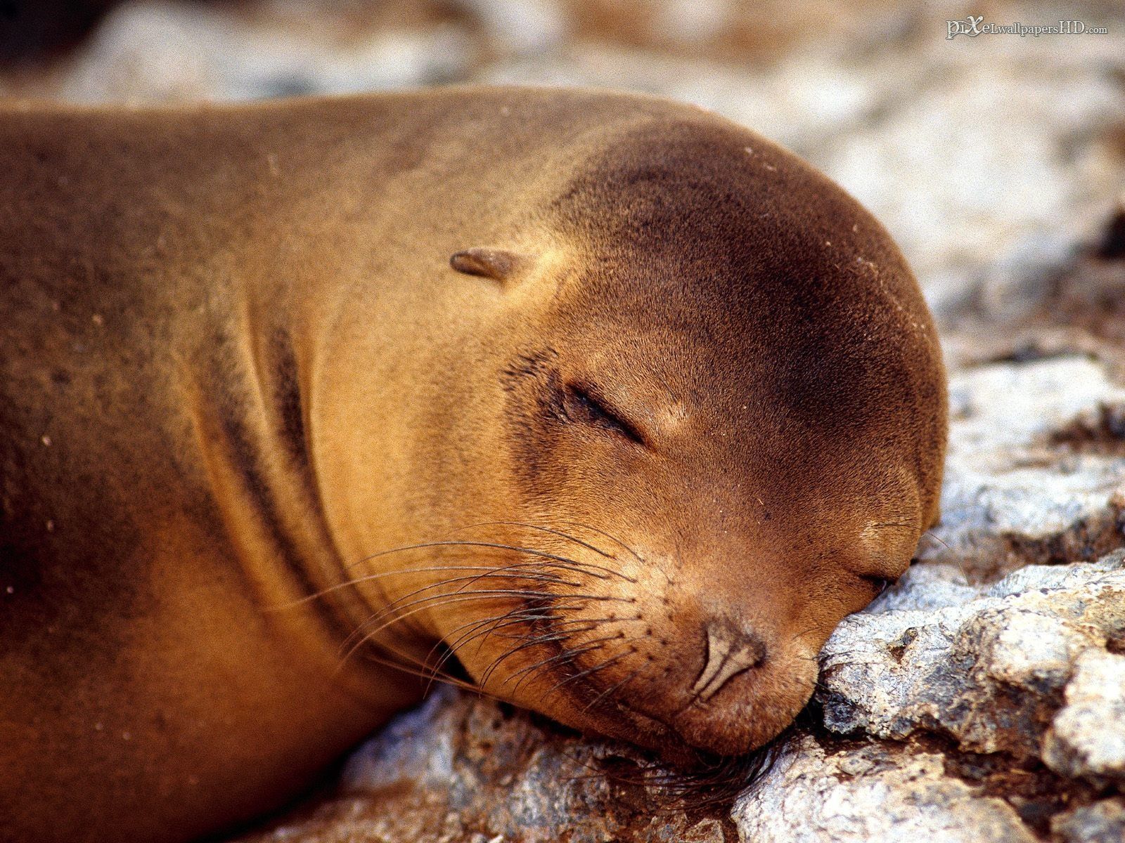 1600x1200 Download Lion Animal Sea Lion Wallpaper