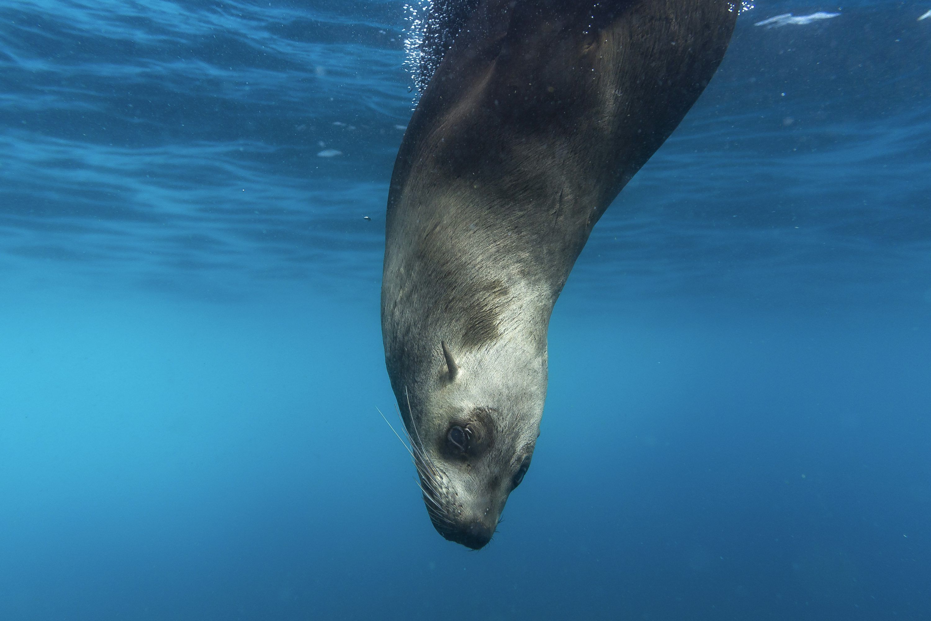 3000x2000 Sea Lion Picture. Download Free