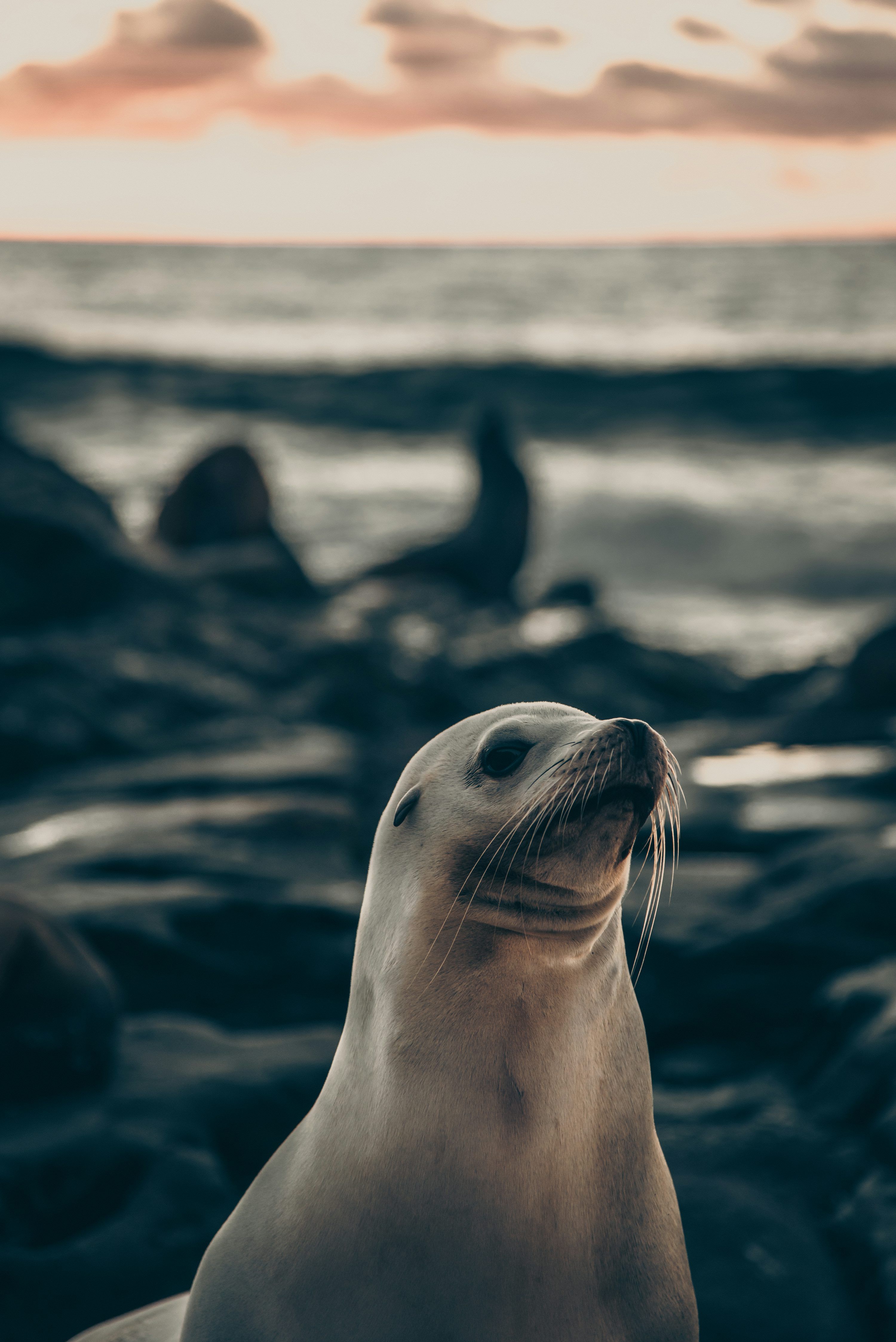 3000x4494 Sea Lion Picture. Download Free