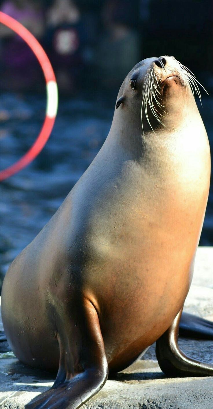 736x1413 Sea Lion Wallpaper