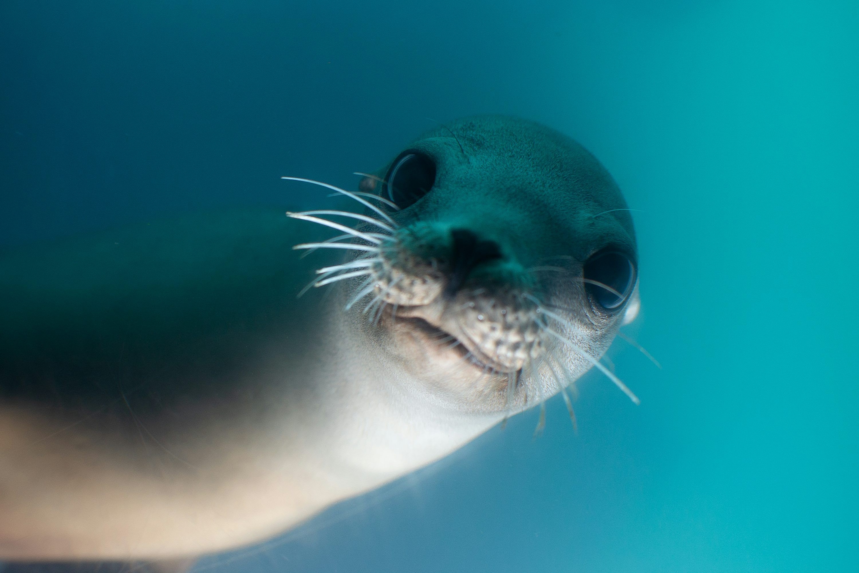 3000x2000 Sea Lion Picture. Download Free