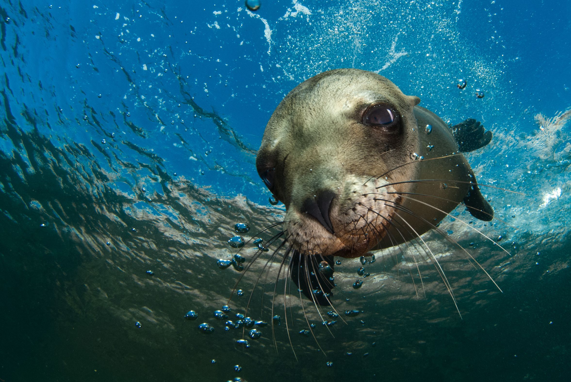 2354x1576 Sea Lion Wallpaper 25 image