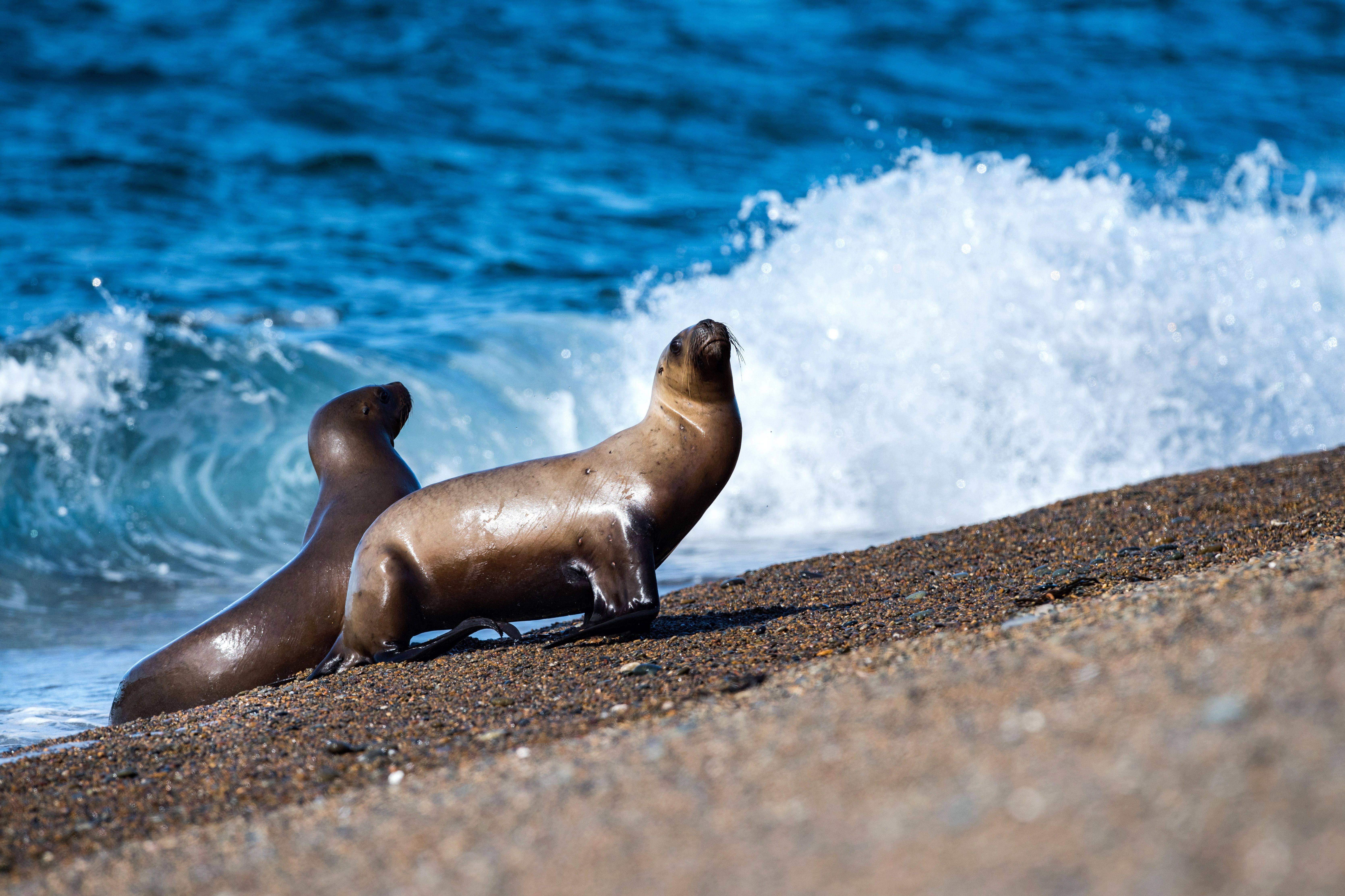 6678x4452 Download Beach Sand Animal Sea Lion 4k
