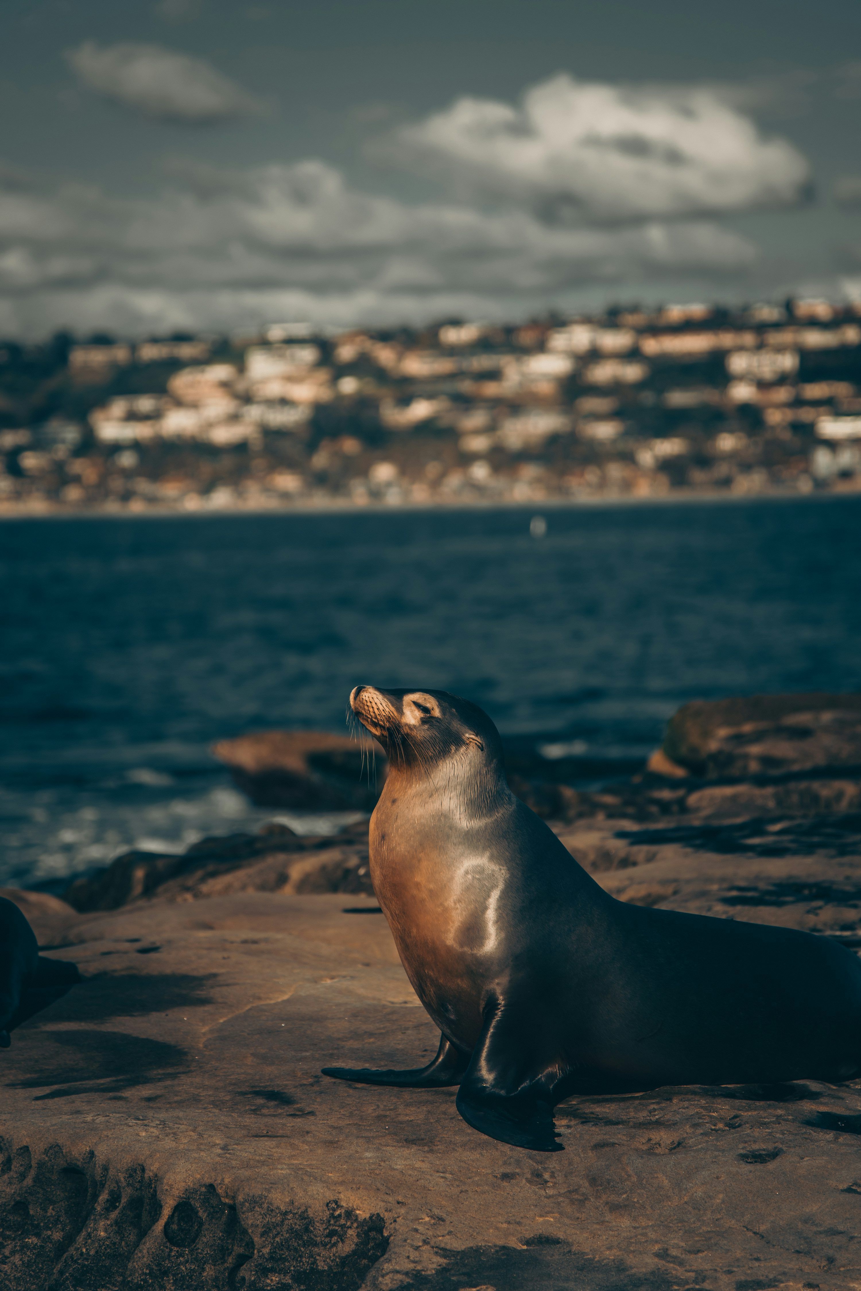 3000x4494 Sea lion on brown rock near sea during