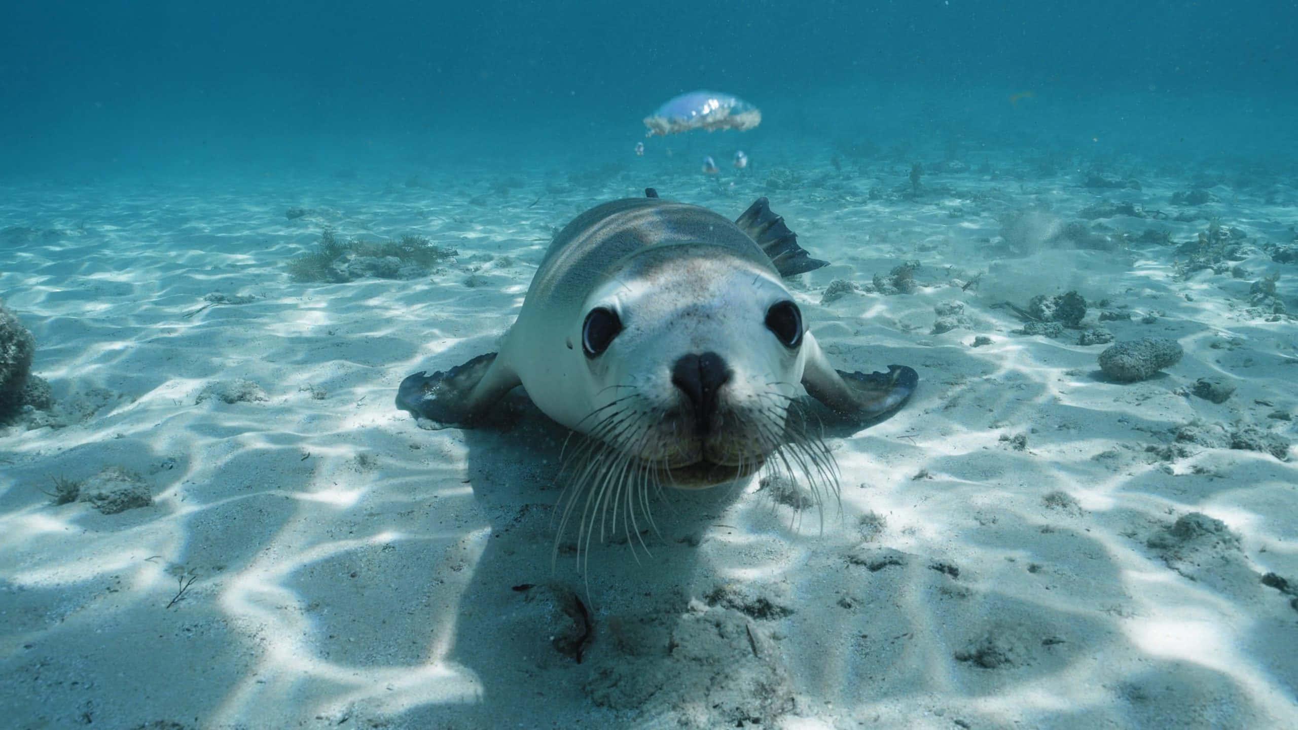 2560x1440 Download Majestic Sea Lion Basking