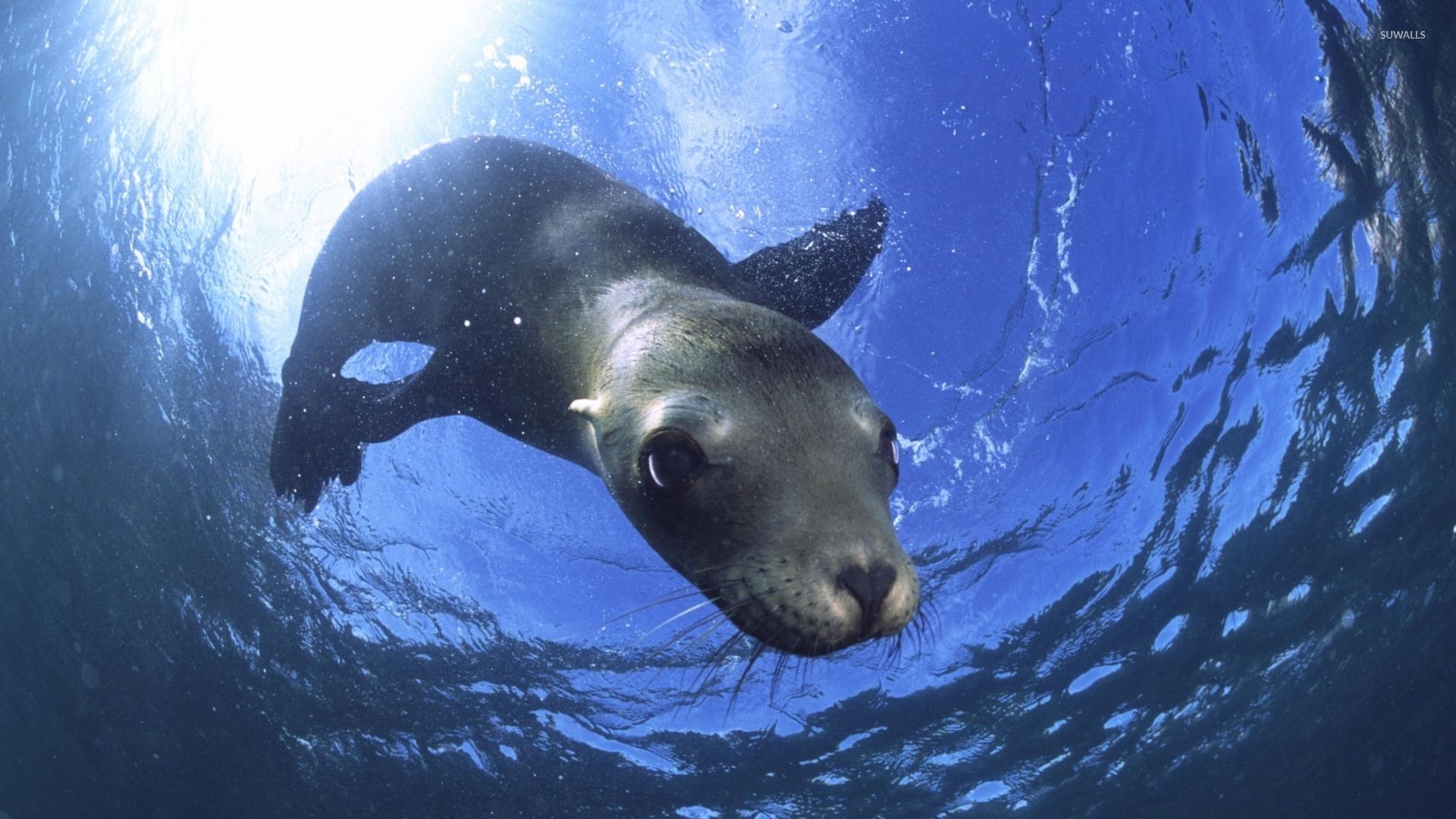 1920x1080 Sea lion wallpaper wallpaper