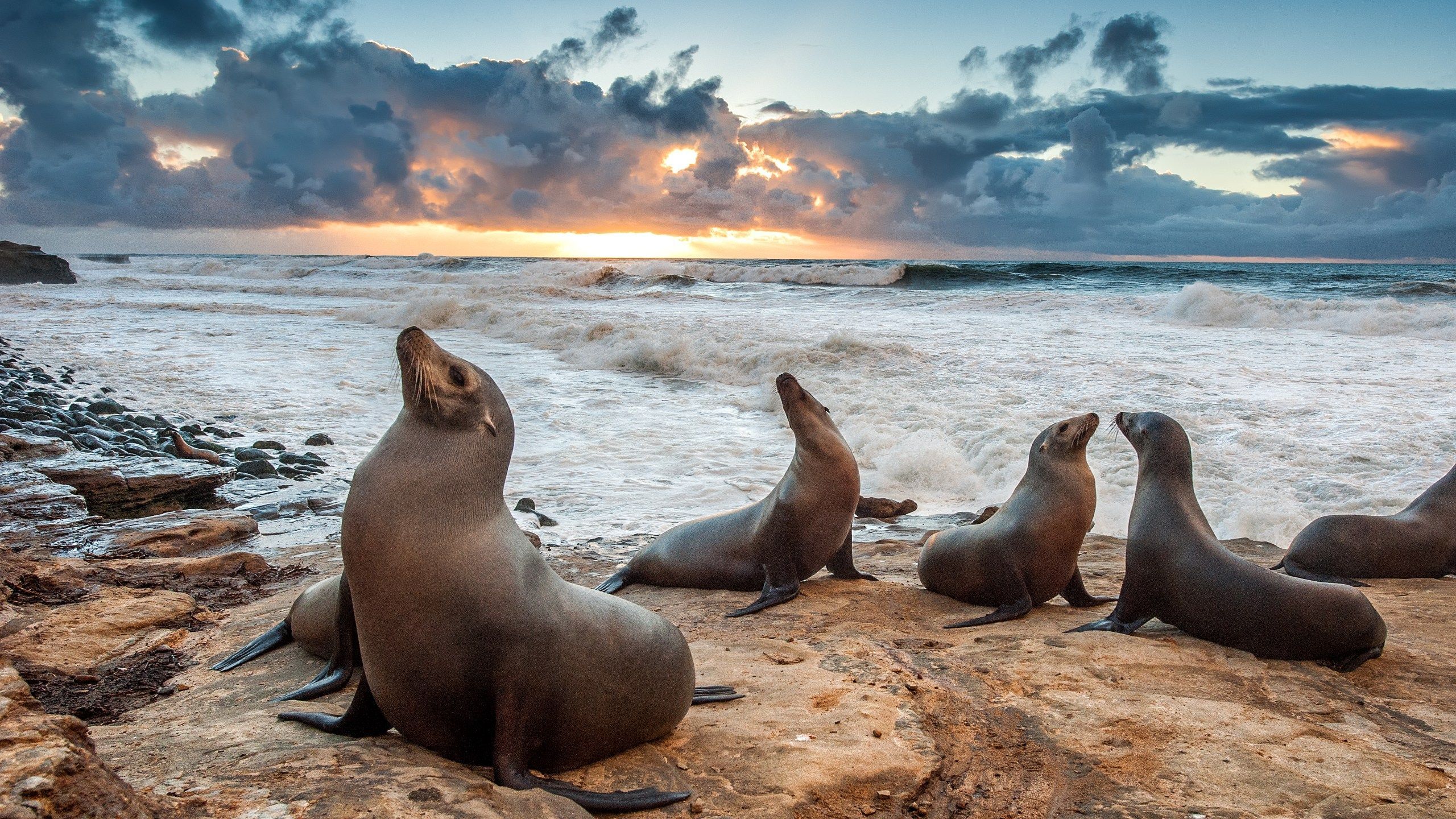 2560x1440 sea lions and their pups at La Jolla