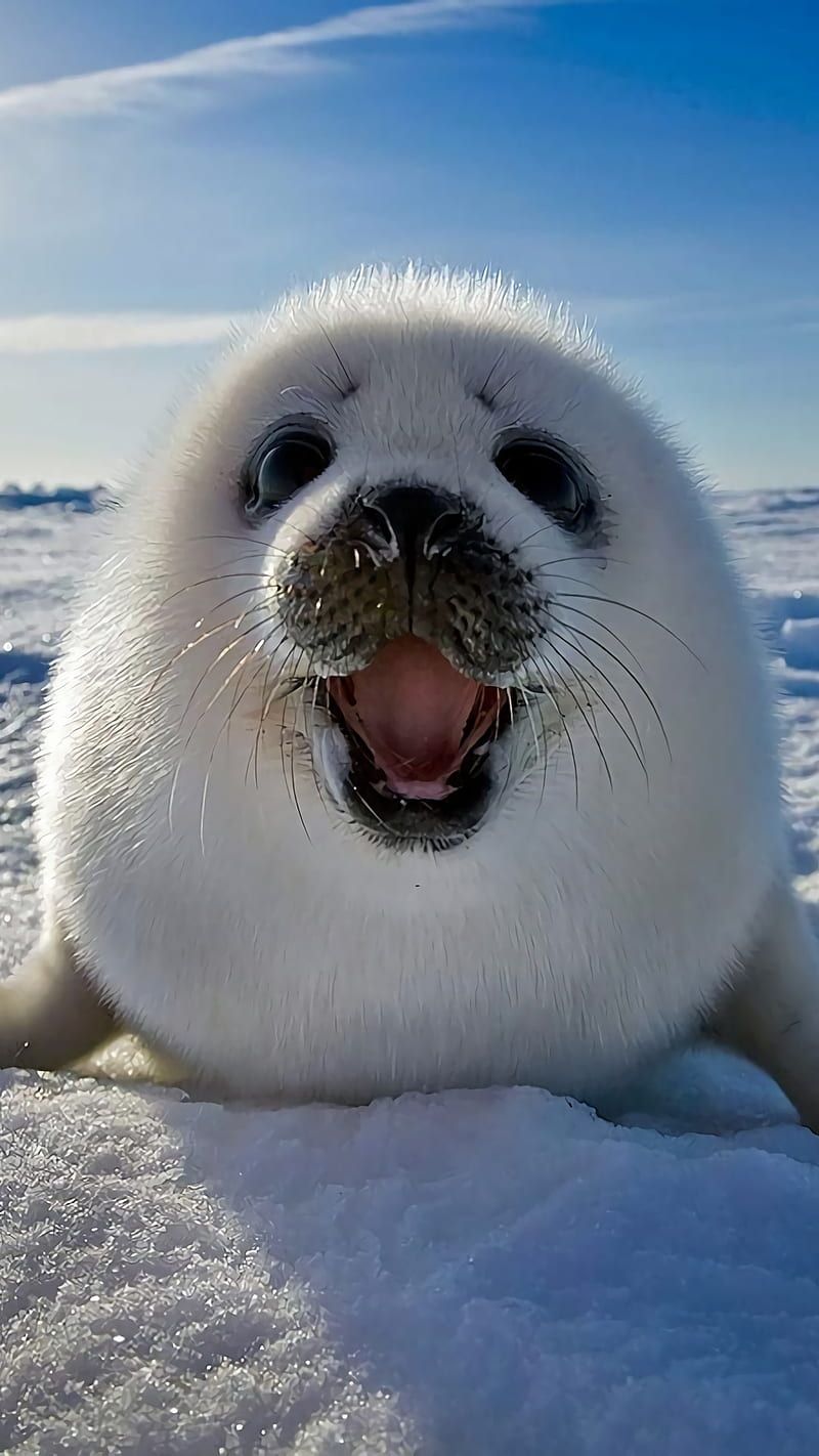 800x1422 HD sea lion animal wallpaper