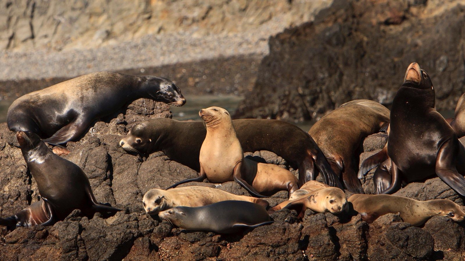 1600x900 California Sea Lion U.S. National Park