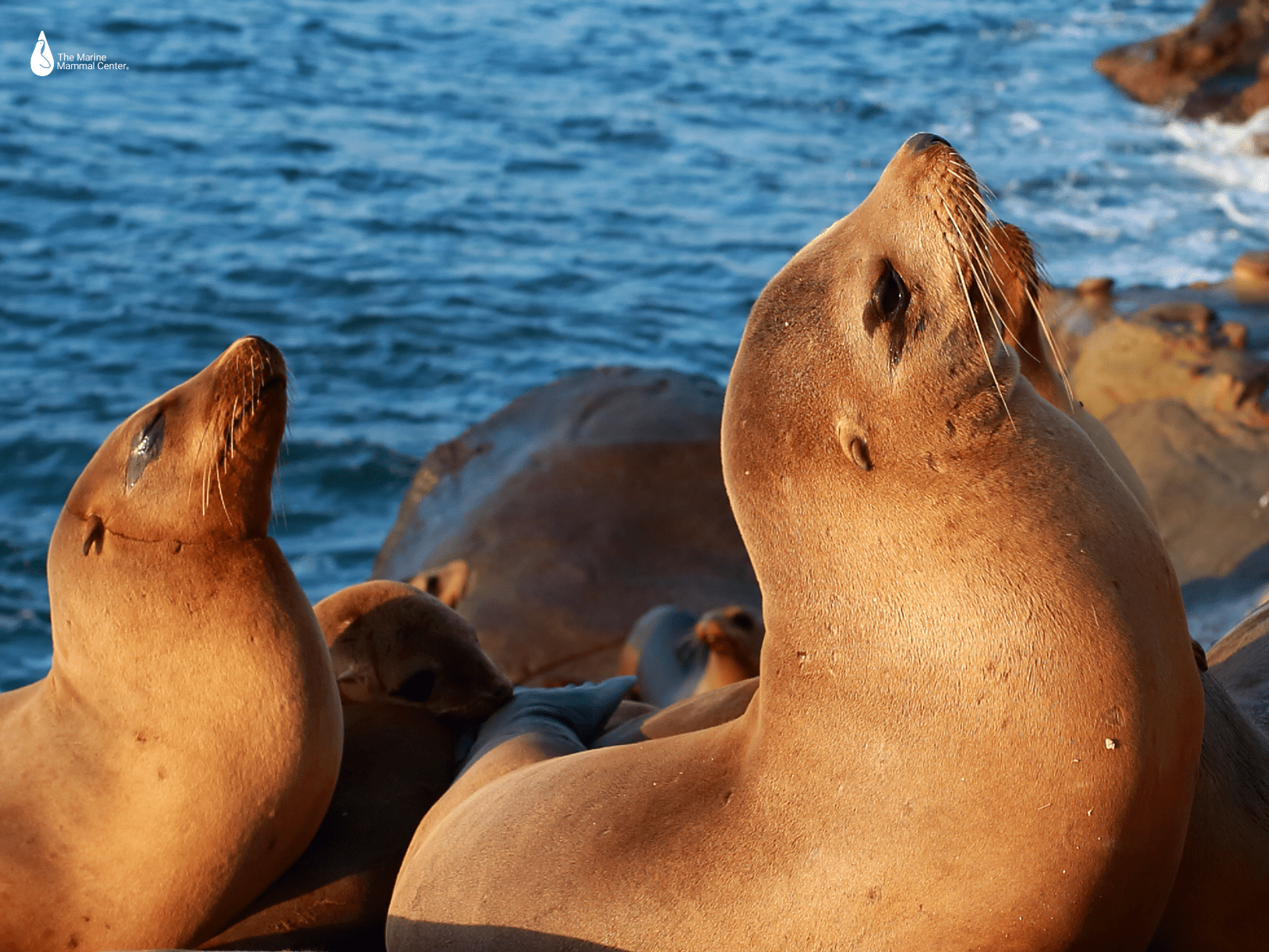 1600x1200 Summer Wallpaper. The Marine Mammal
