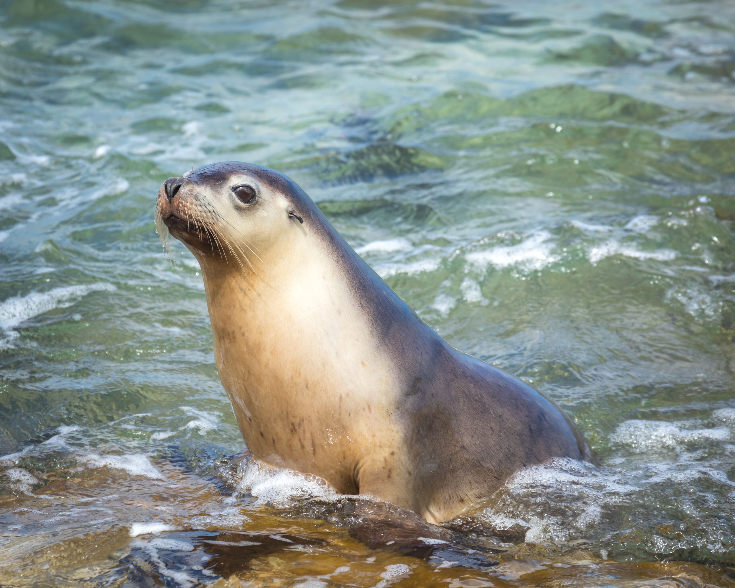 2560x2048 Australian sea lion Neophoca cinerea