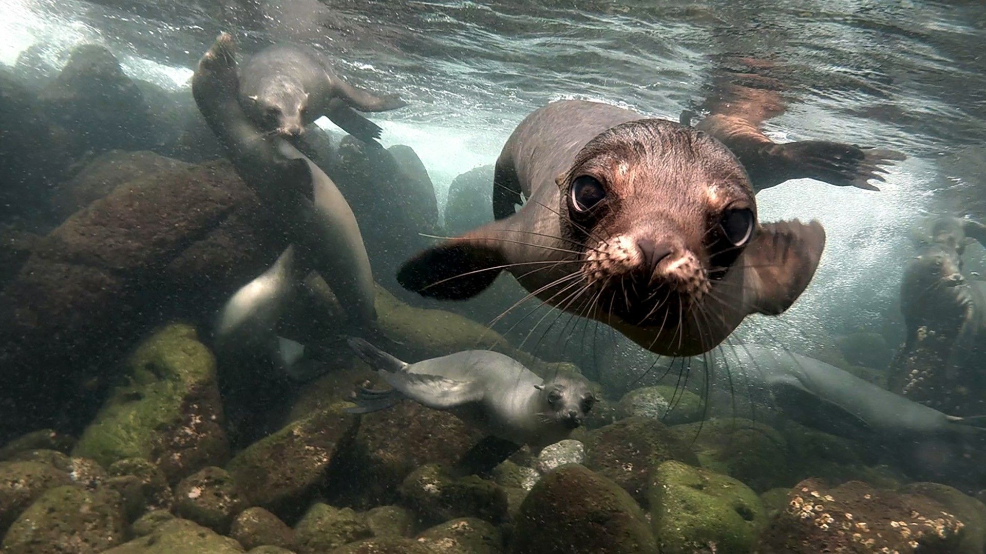 1920x1080 Close encounter, sea lions at Galápagos