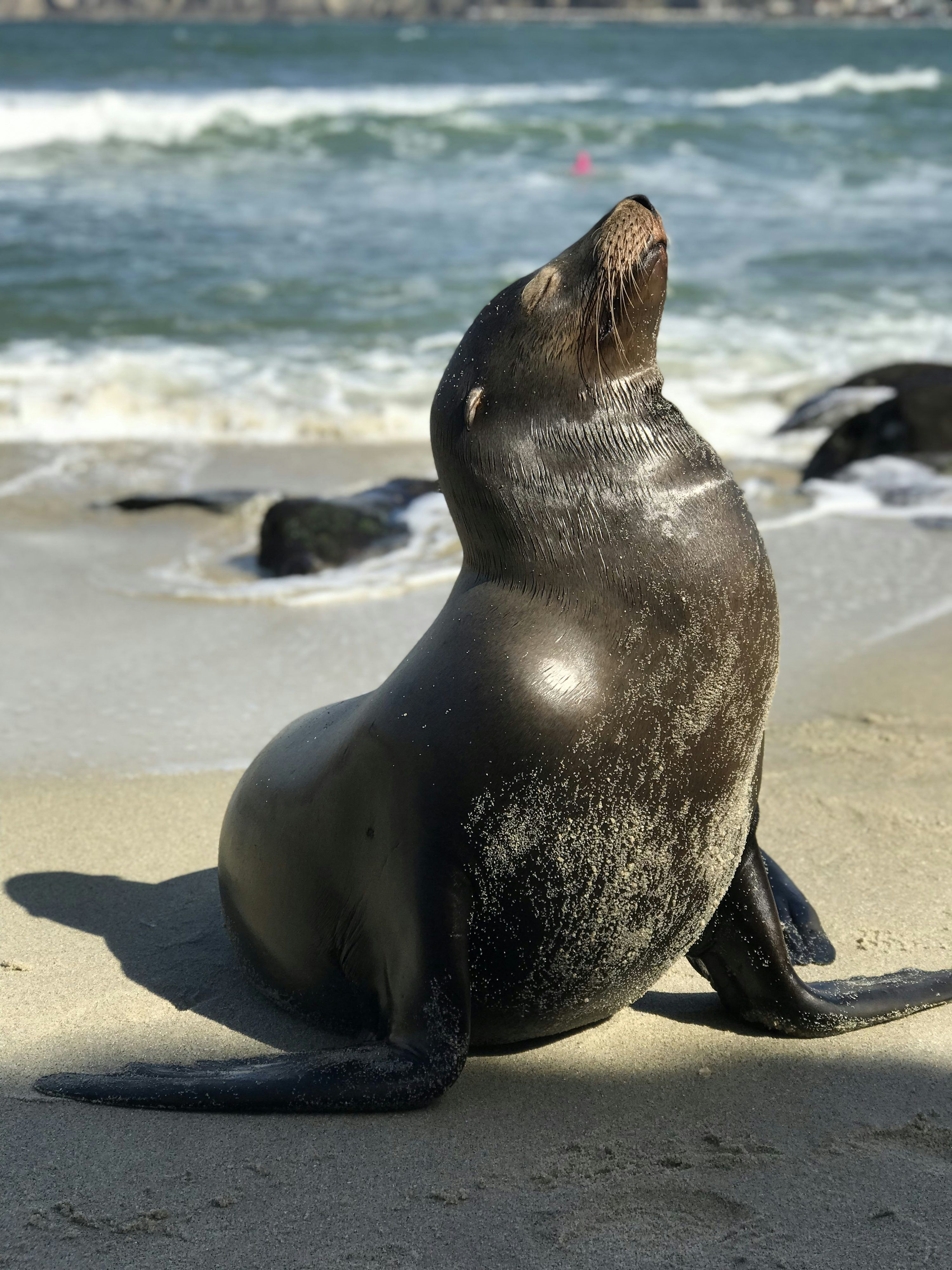 3000x4000 Seals Picture. Download Free