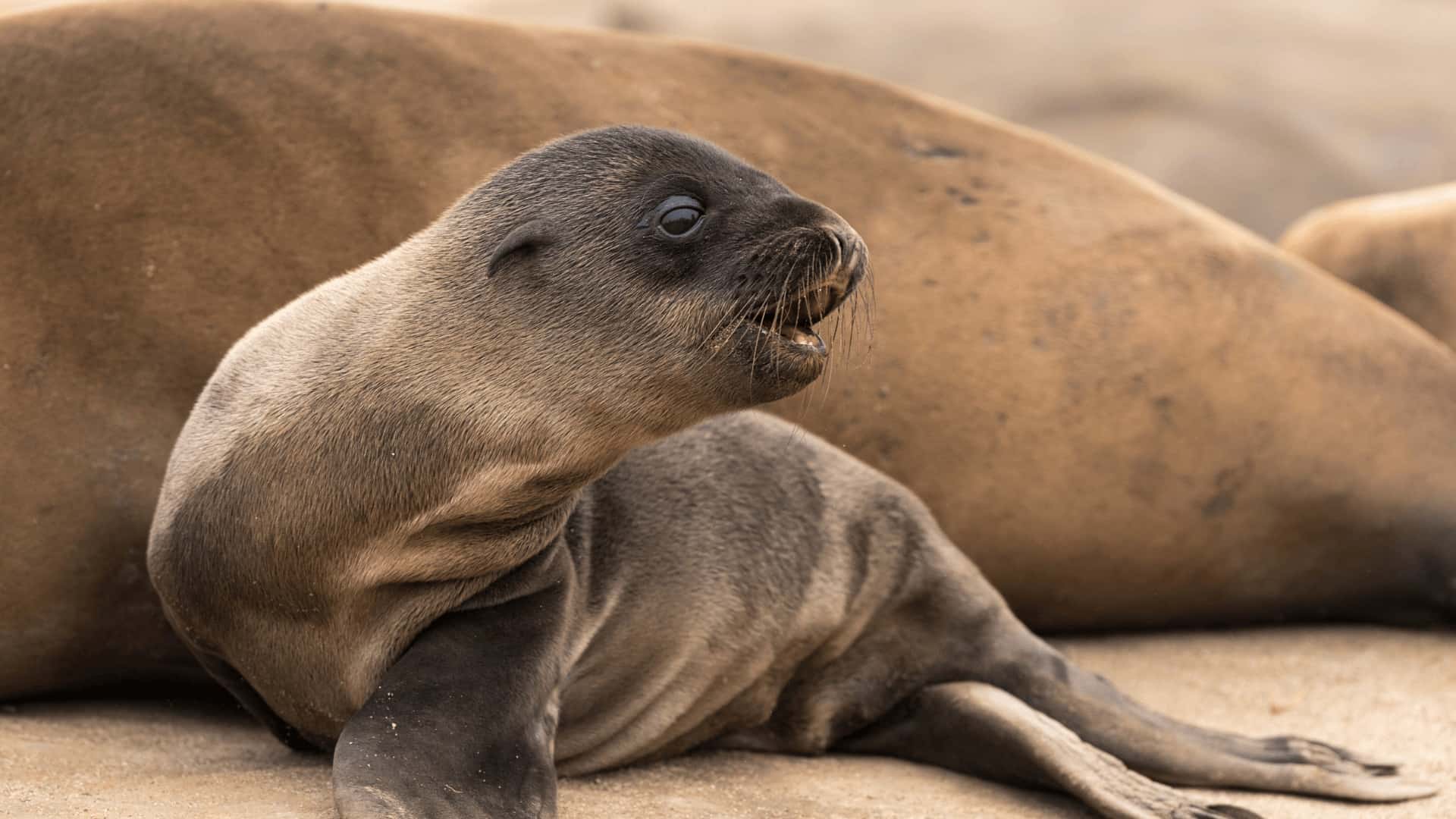 1920x1080 Protect the Sea Lion Rookery. San