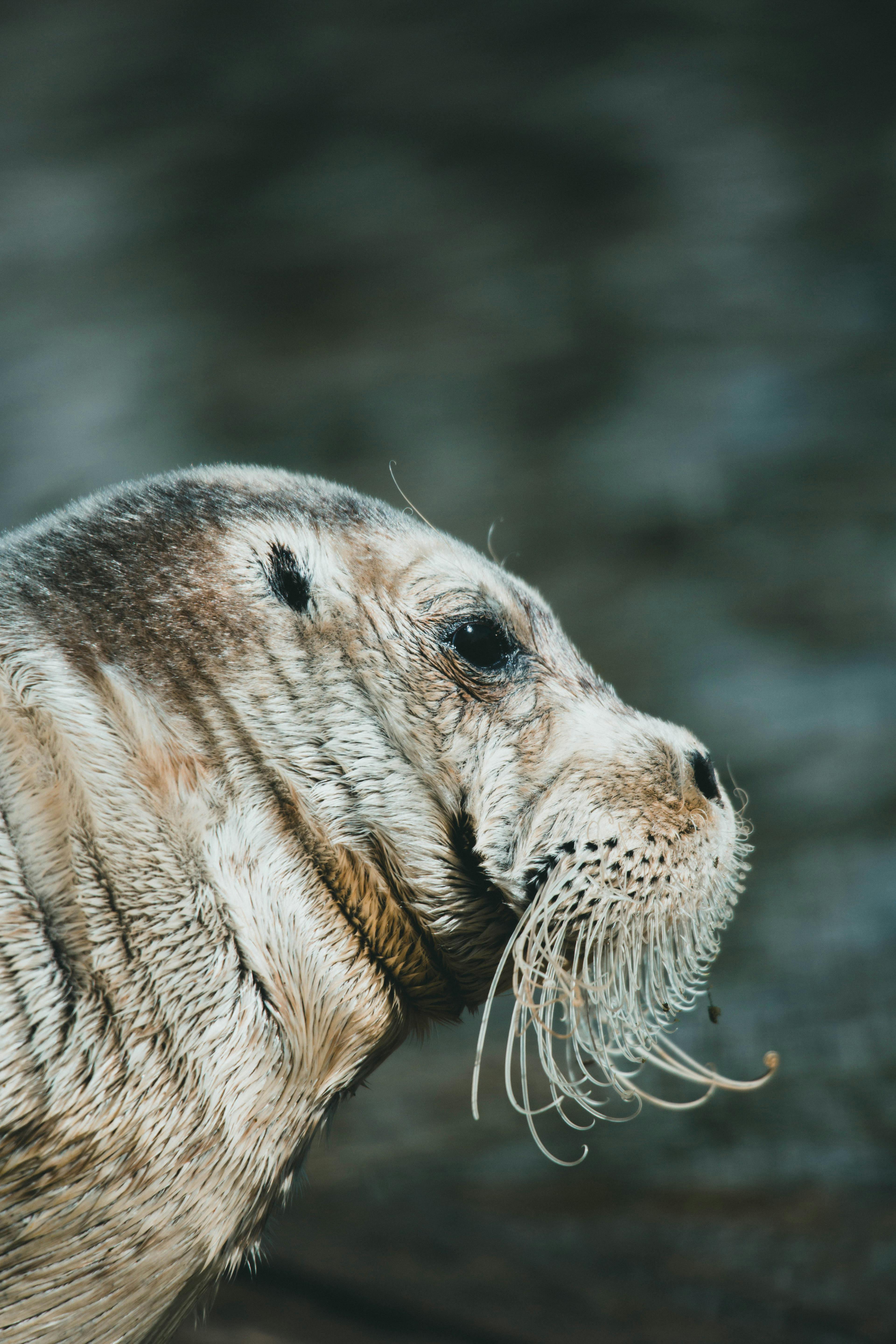 3840x5760 Steller Sea Lion In Close Up
