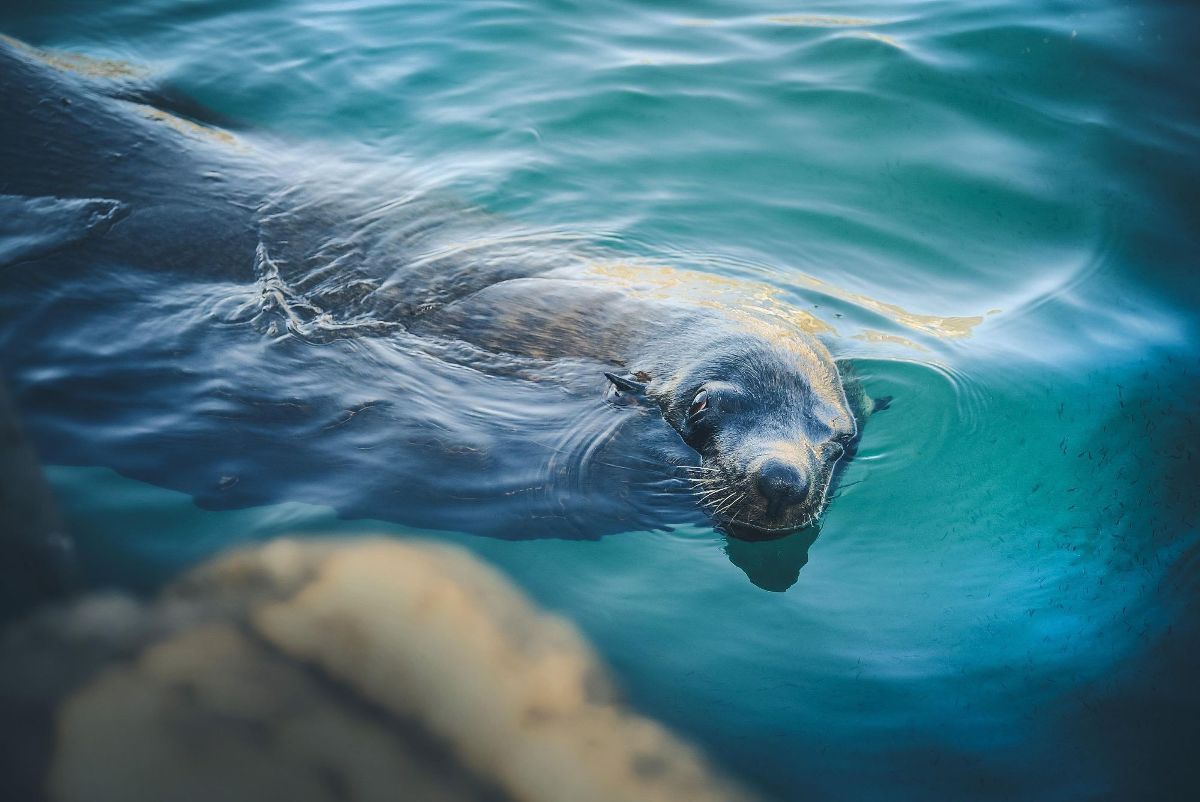 1200x802 HD Desktop Background With sea lion