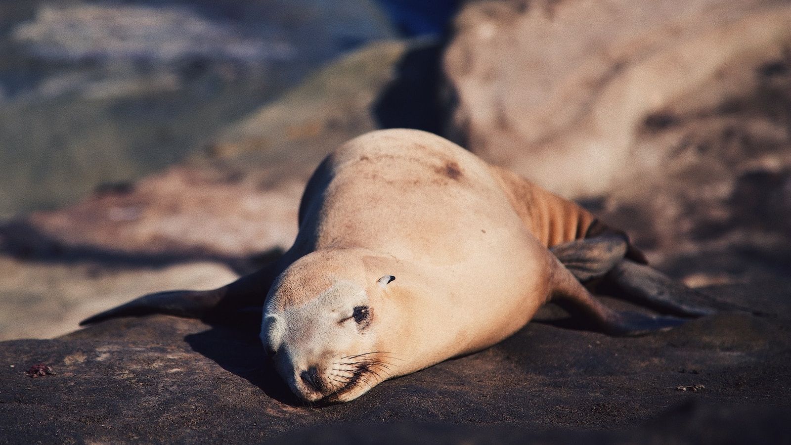 1600x900 sea lions are washing ashore in California