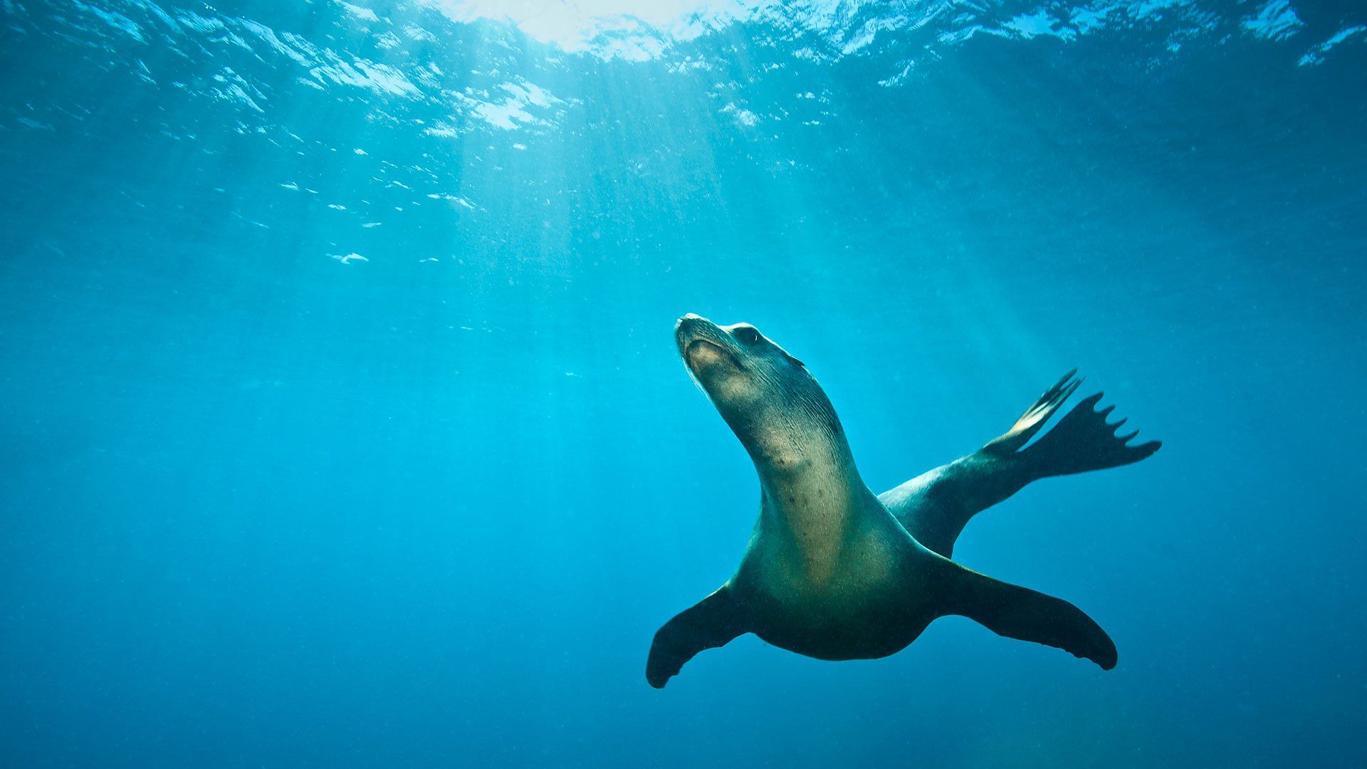 1920x1080 California sea lion