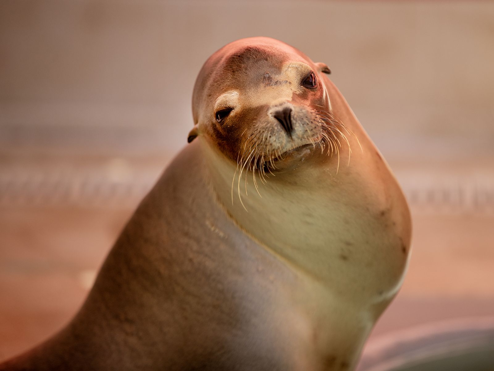 1600x1200 California sea lions biting beachgoers